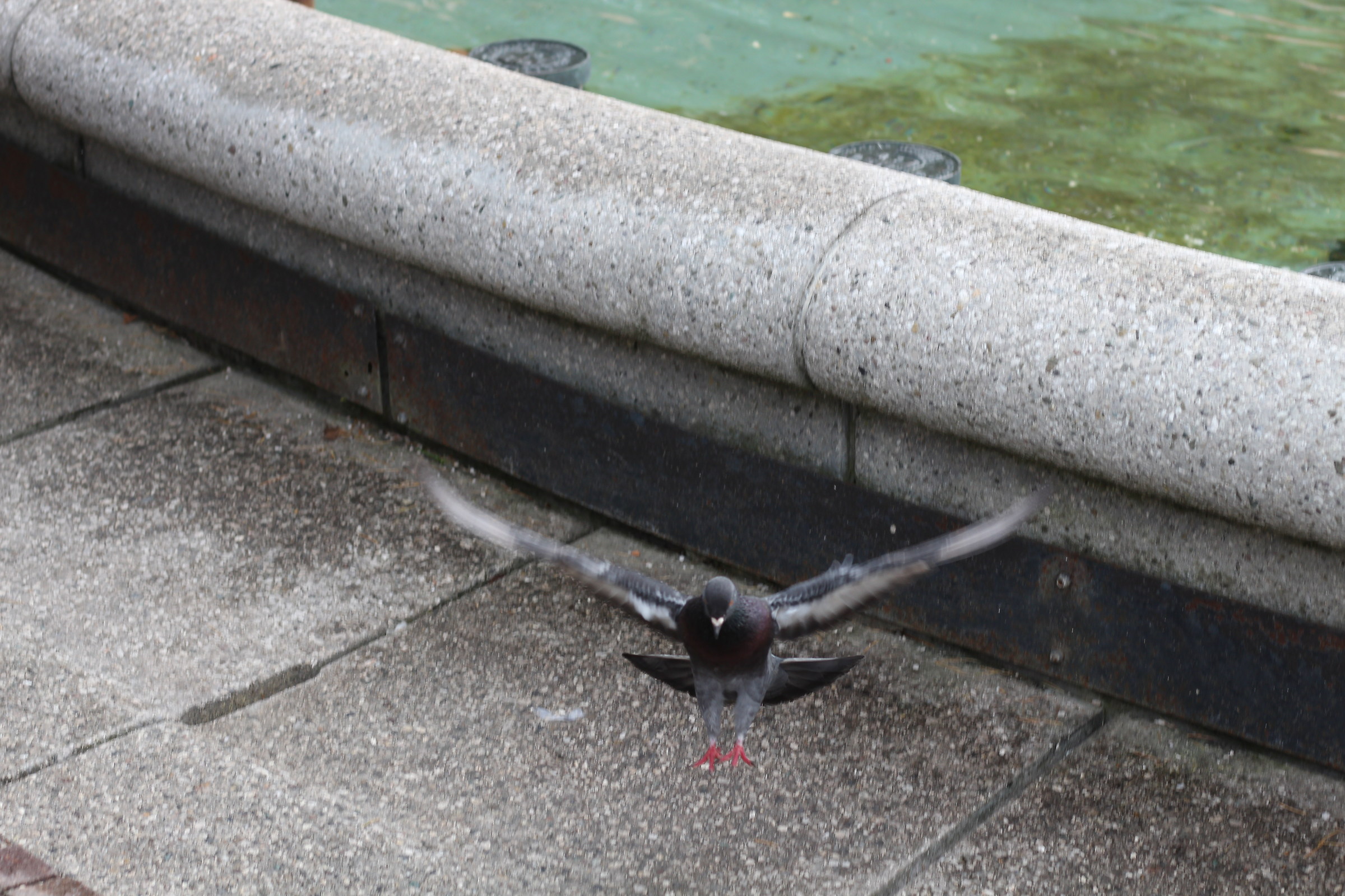 Uccello in "planata" dalla fontana