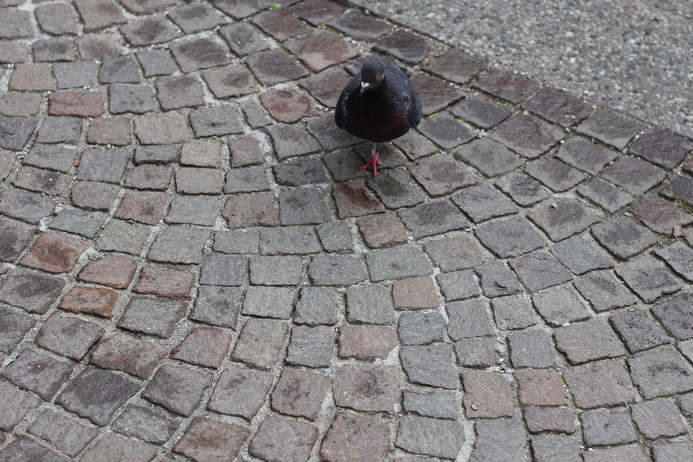 L'uccello di prima a terra