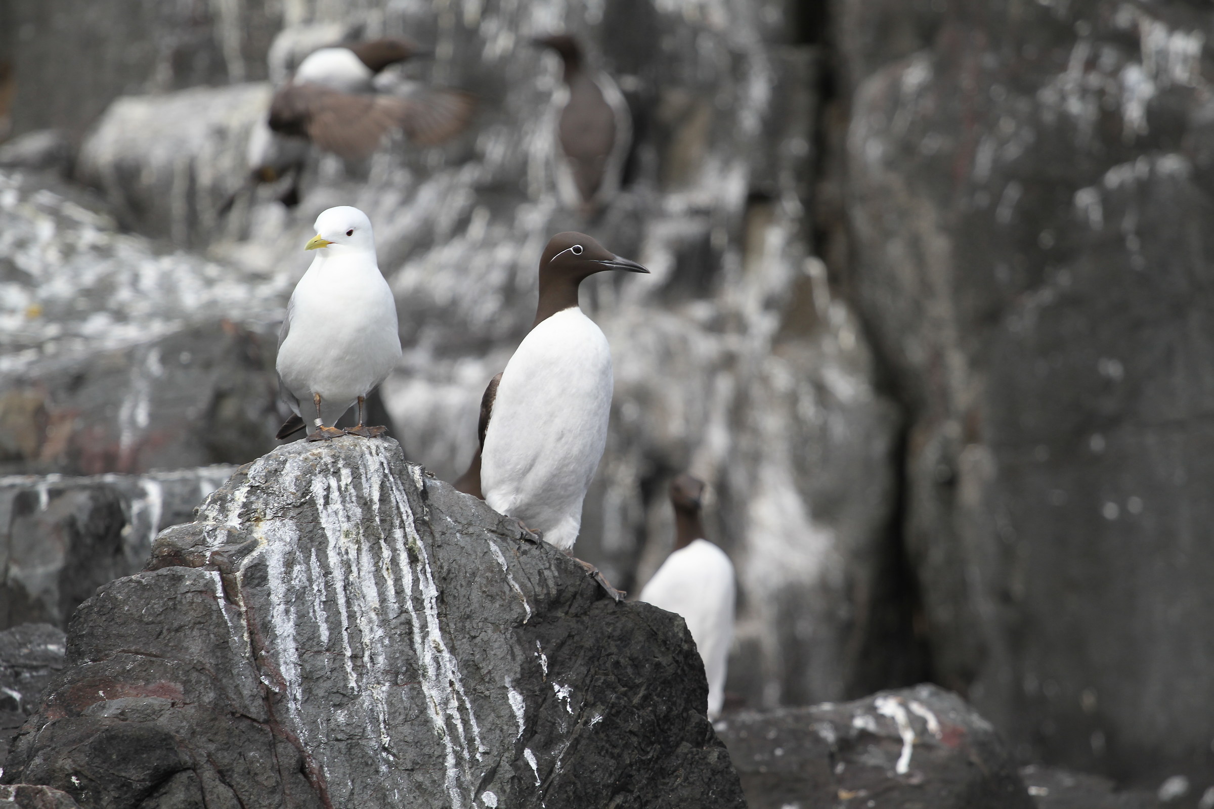 Kittywake and guillimot