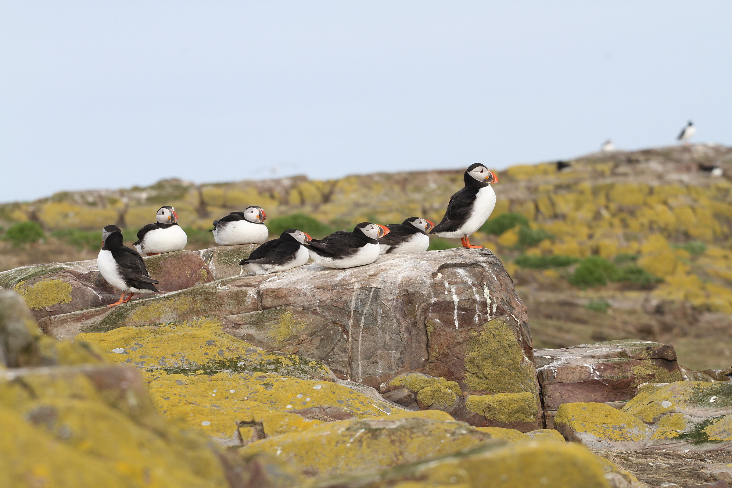 Atlantic puffins.