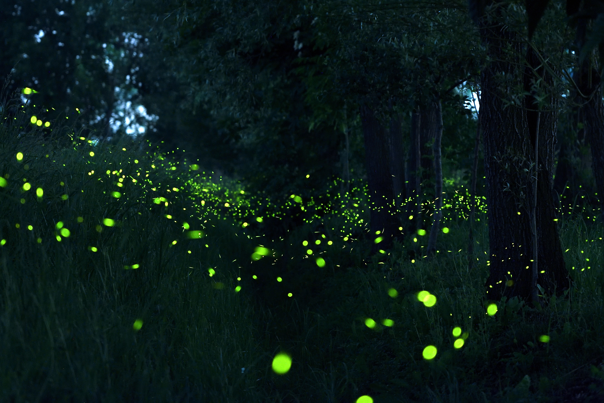stasera sono andato a lucciole