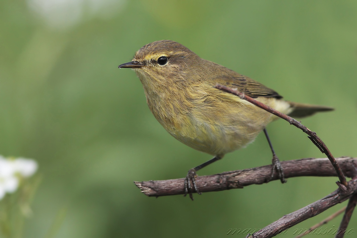 He 'small (Phylloscopus collybita)