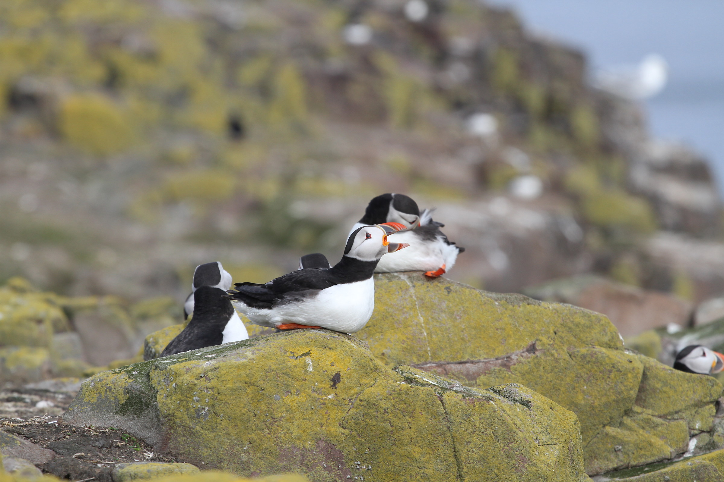Atlantic puffin.