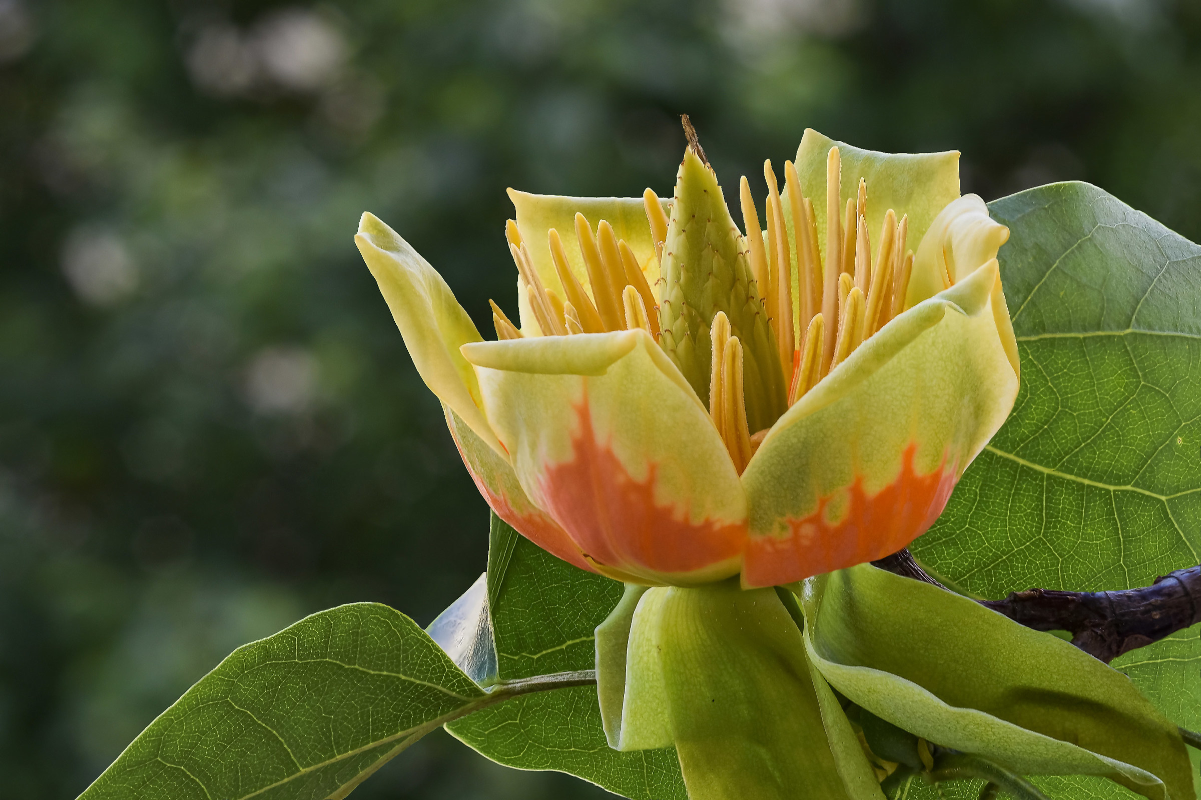 Liriodendron Tulipifera - Albero dei tulipani