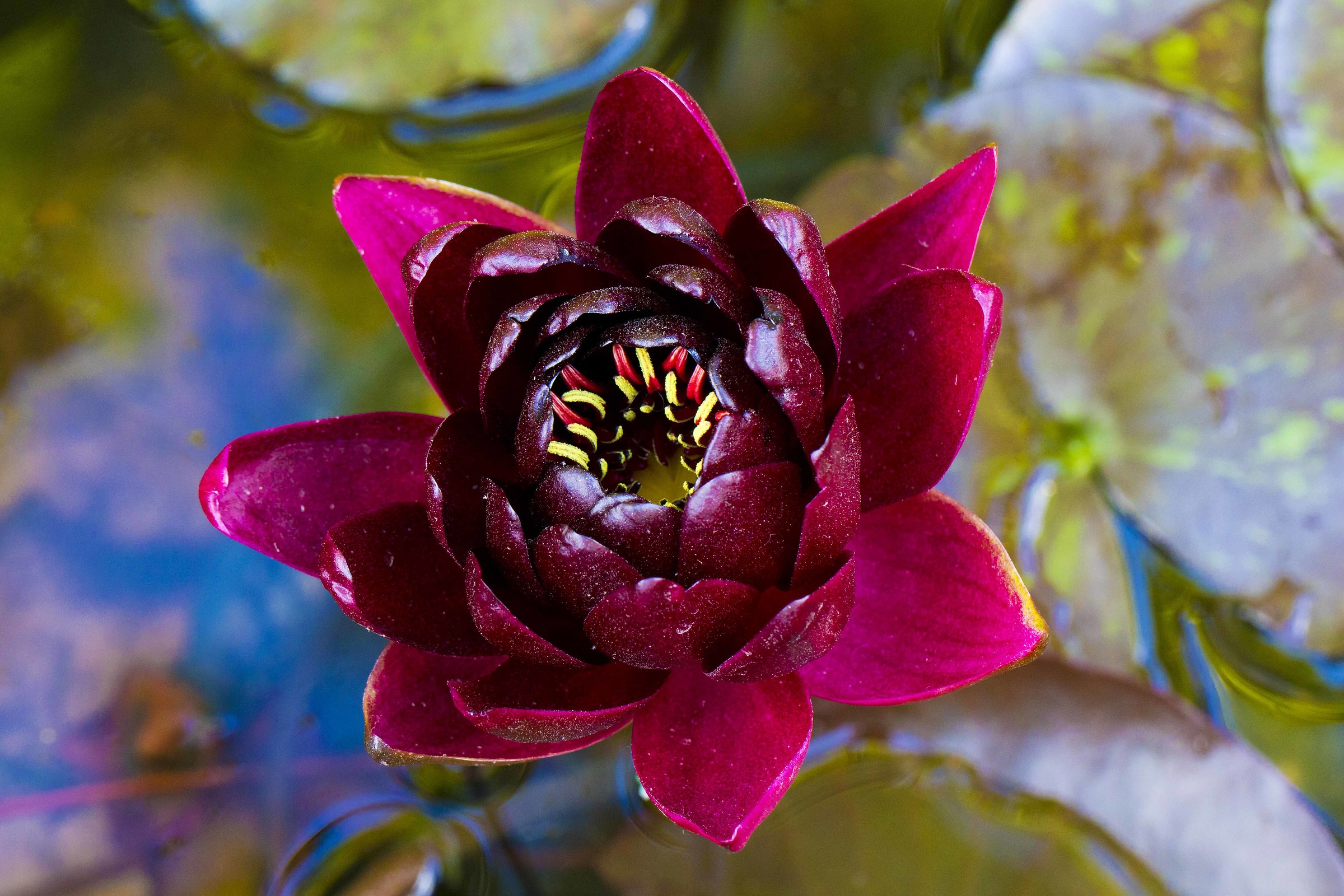 Esplosione della primavera