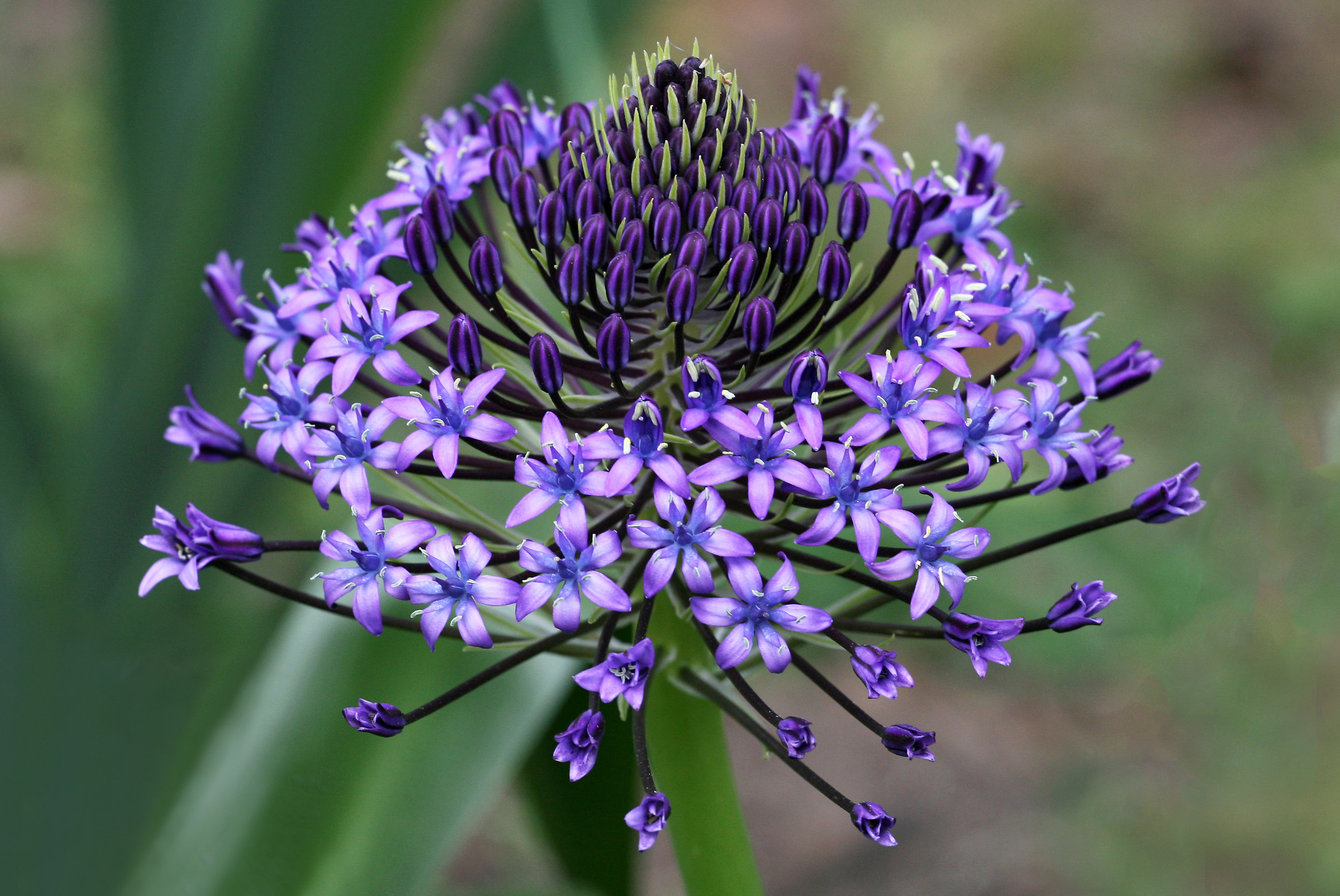 Scilla ughi hyacinthaceae