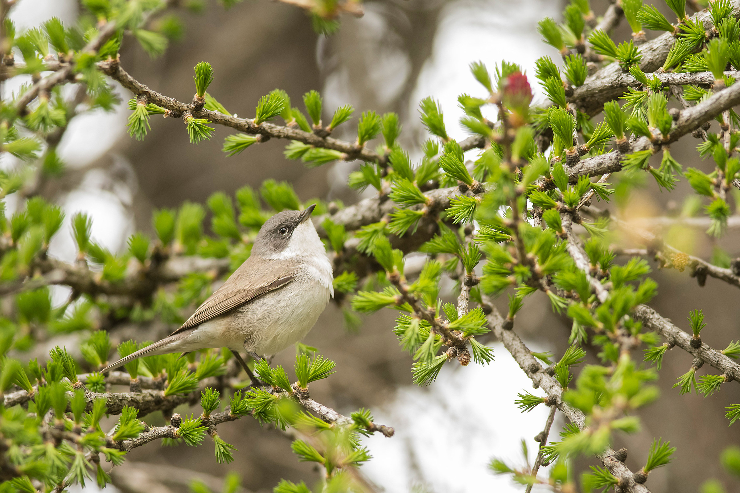 Whitethroat