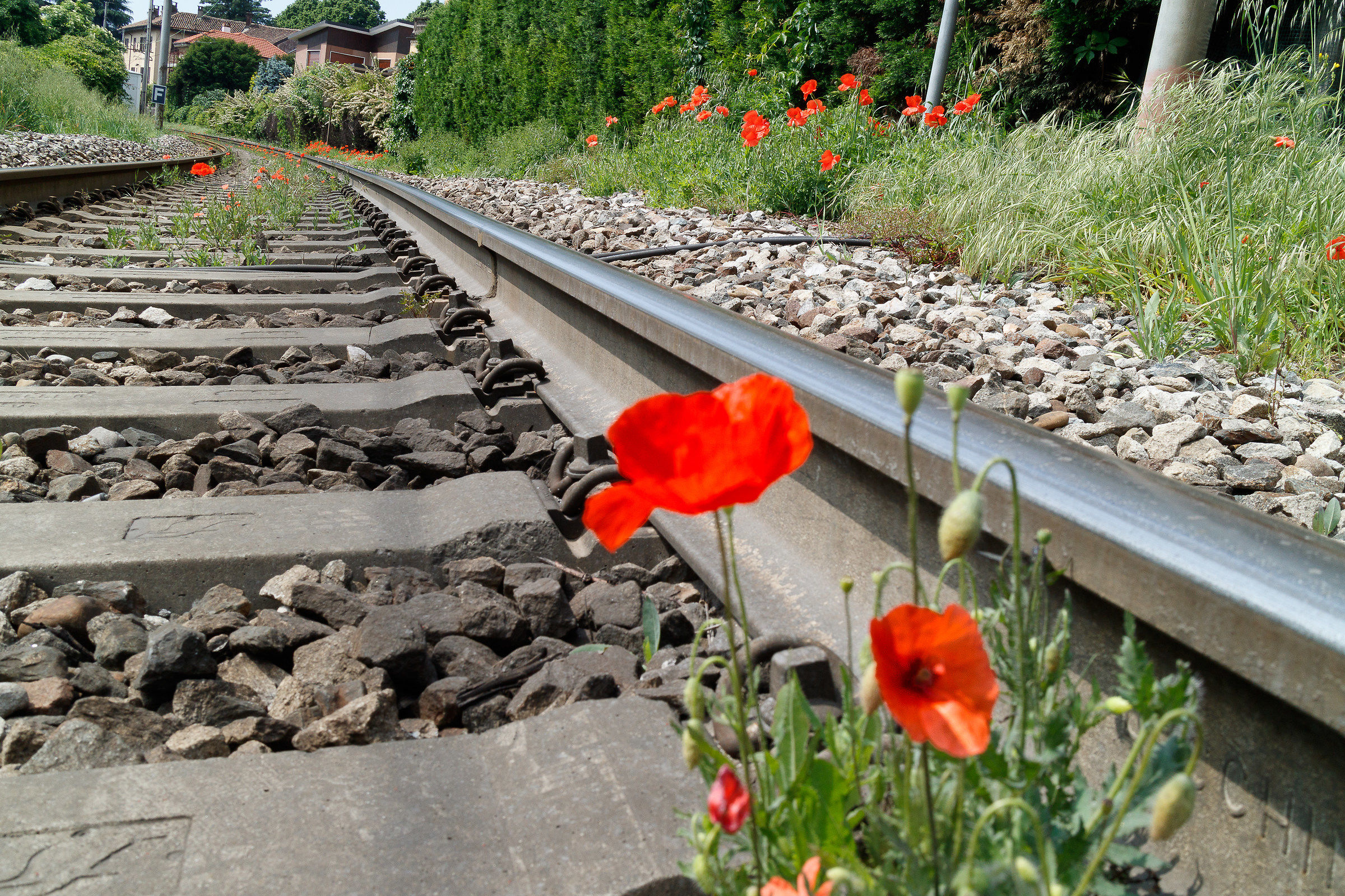 Poppies and Rails