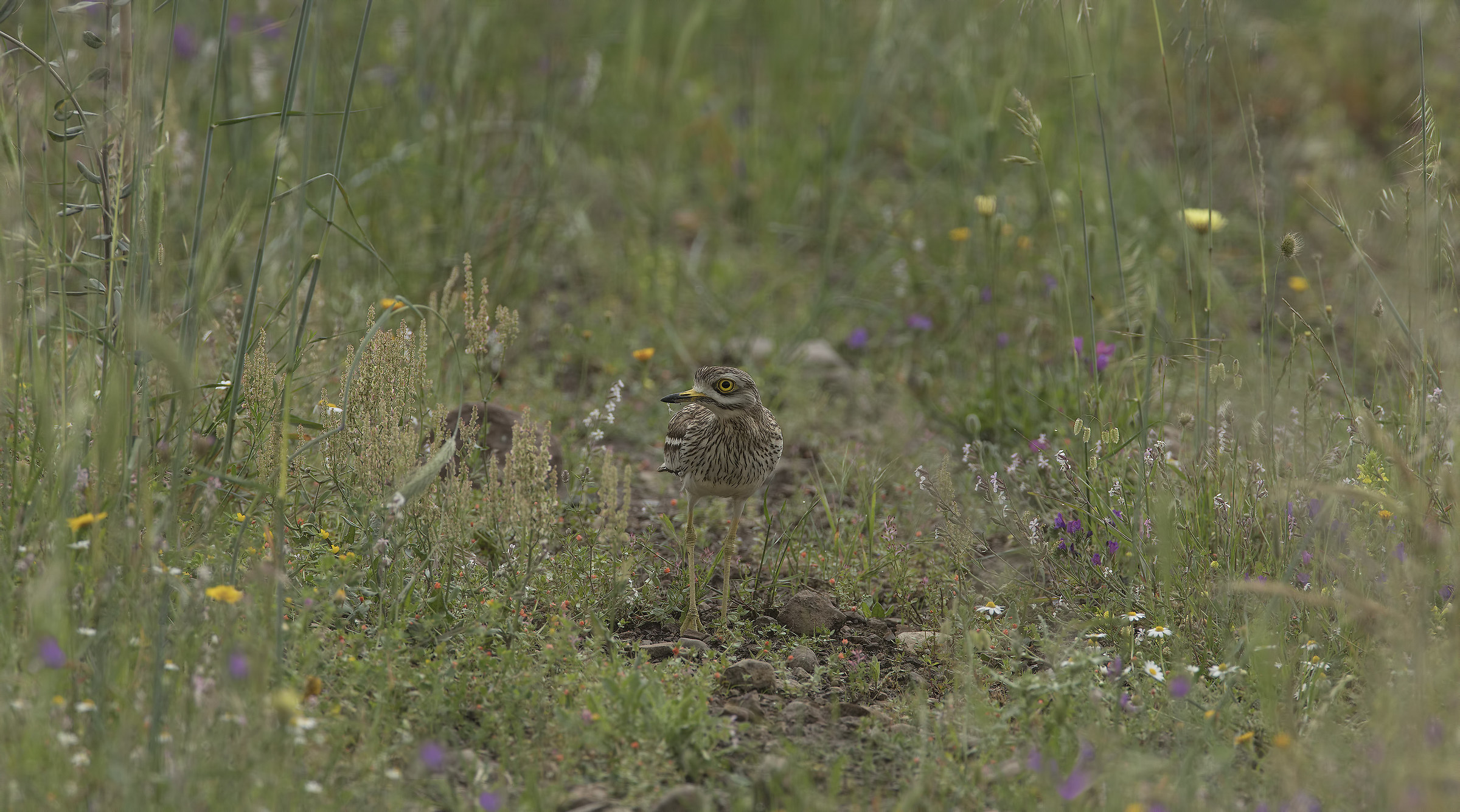 Eye (Burhinus Oedicnemus