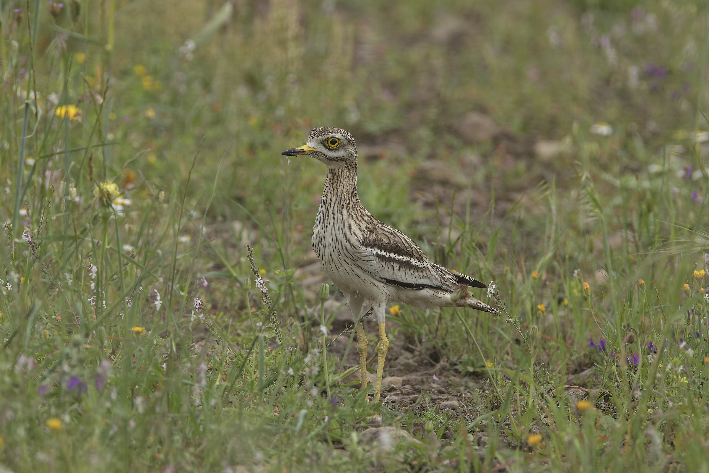 Eye (Burhinus Oedicnemus)