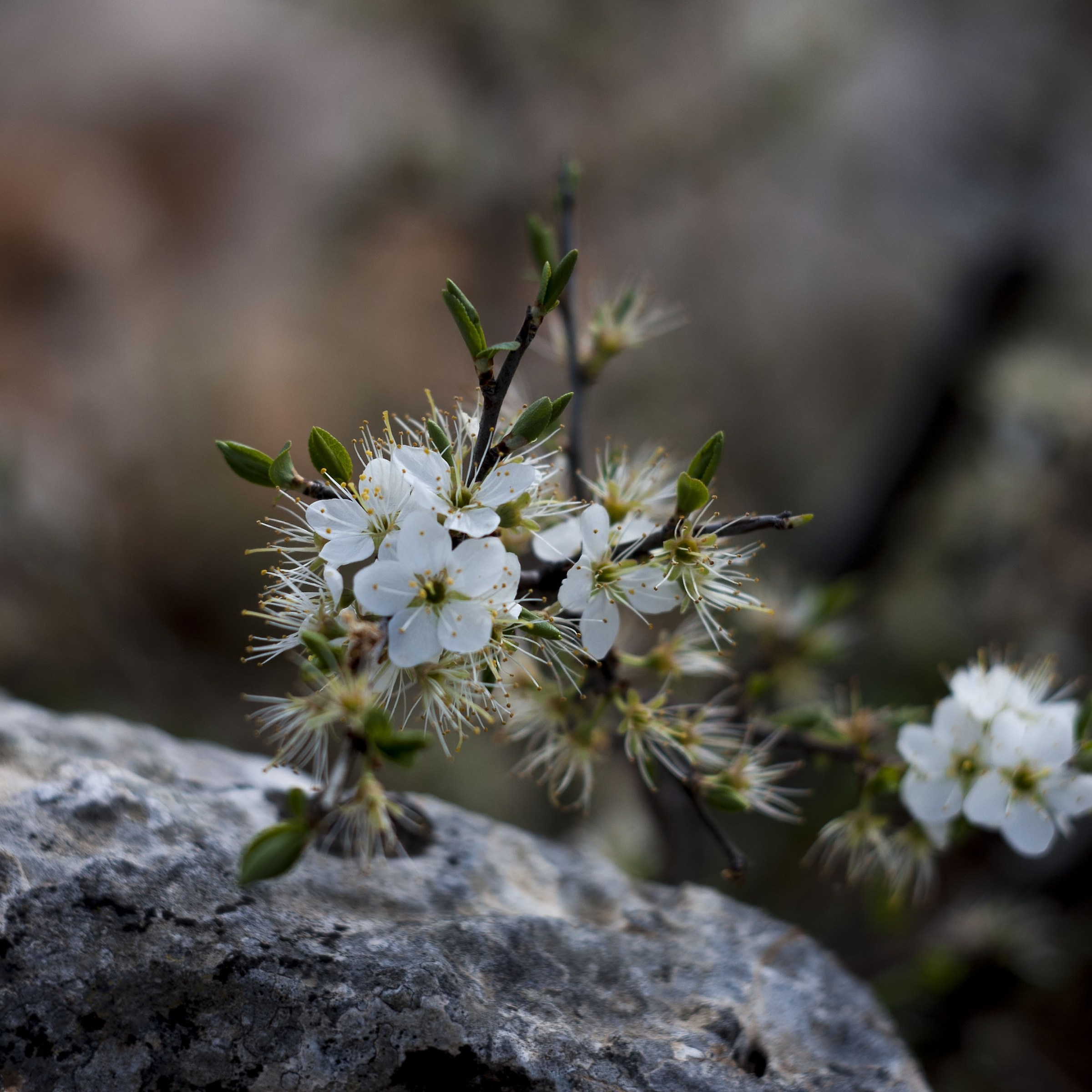 Wonderful Wild World