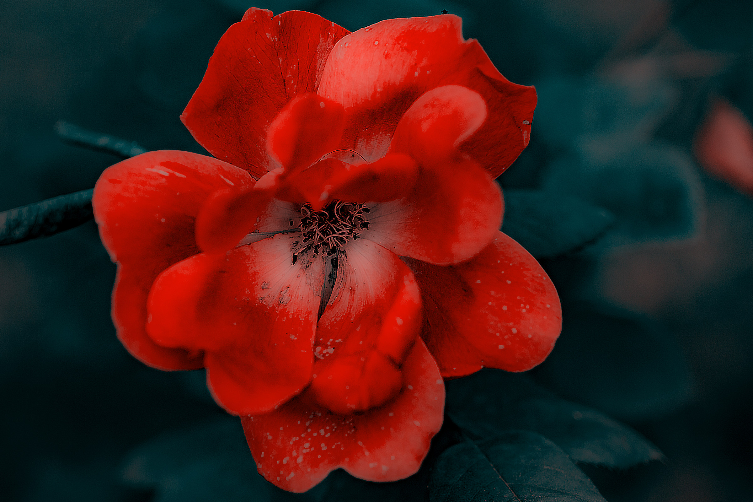 Rosa per poco