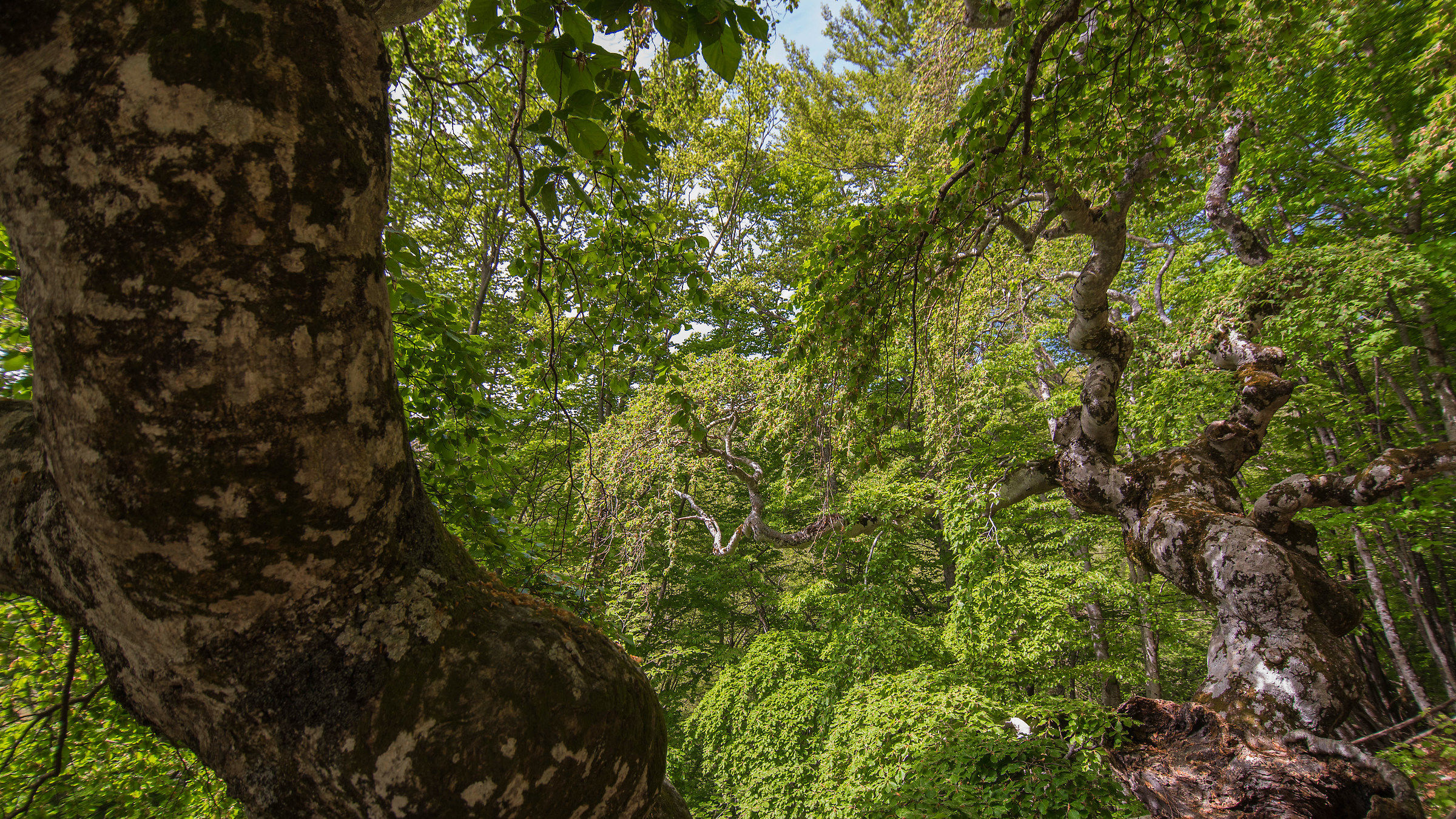 Faggio di San Francesco