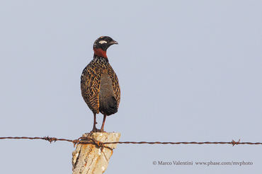 Francolinus francolinus