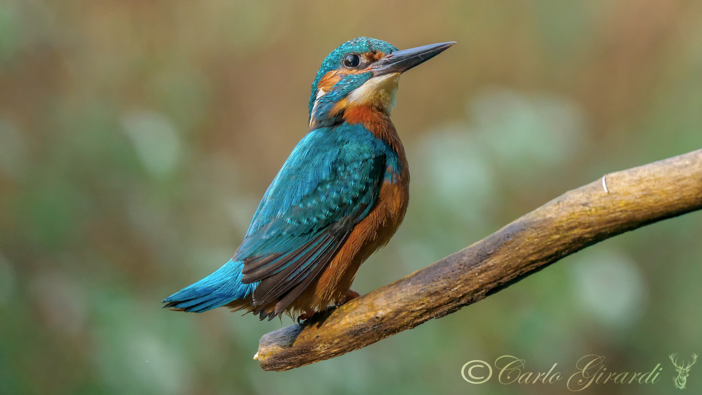 And after a long time here it is male kingfisher