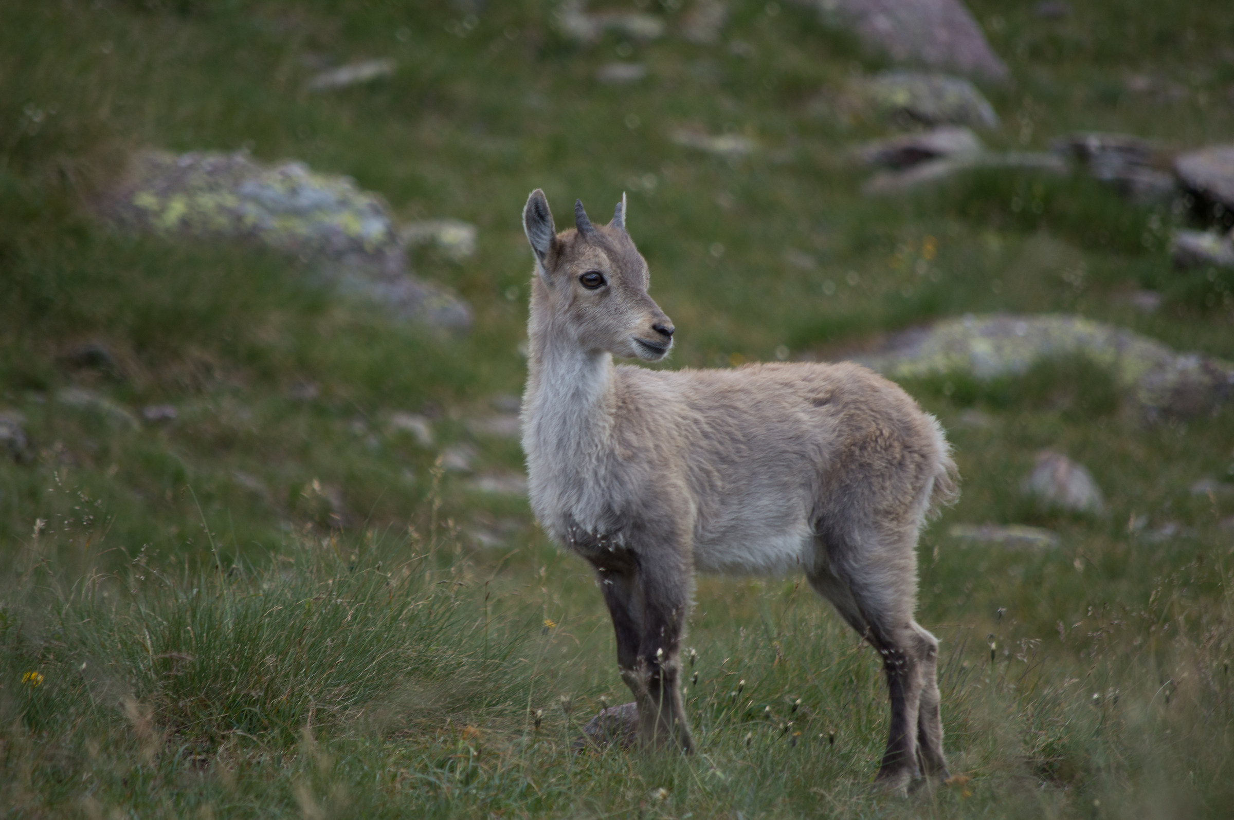 Cucciolo di Capricorno (2)
