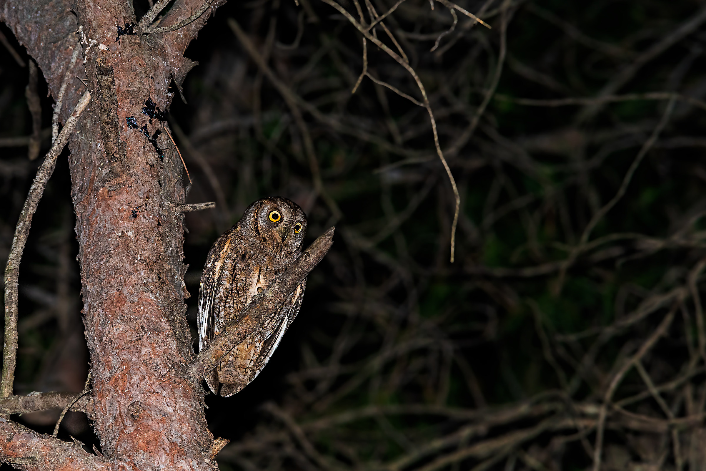 Otus scops