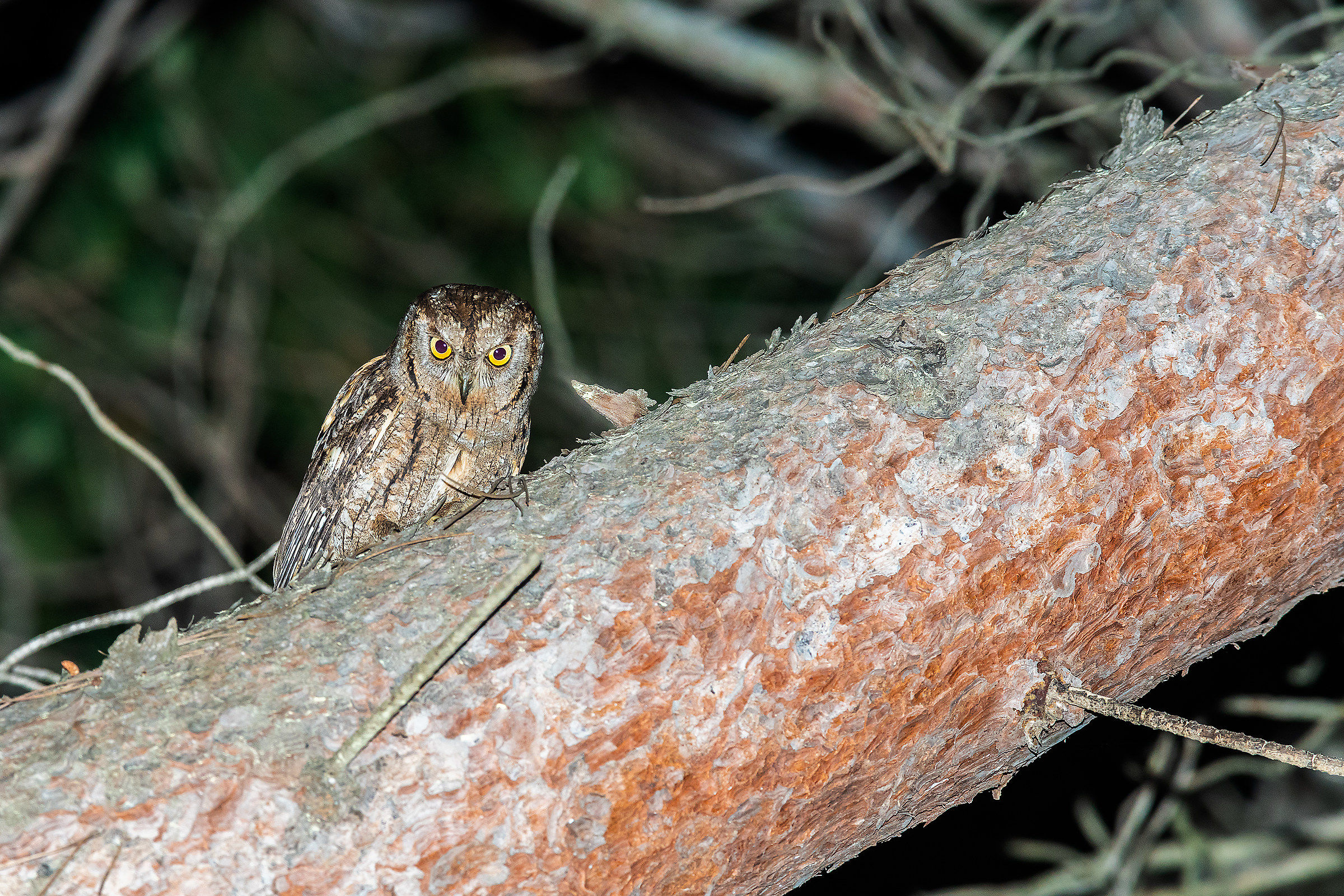 Otus scops