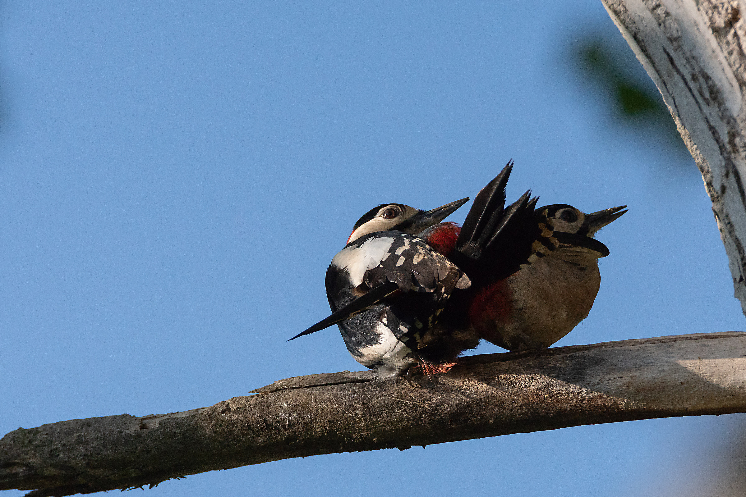 Picchio rosso maggiore