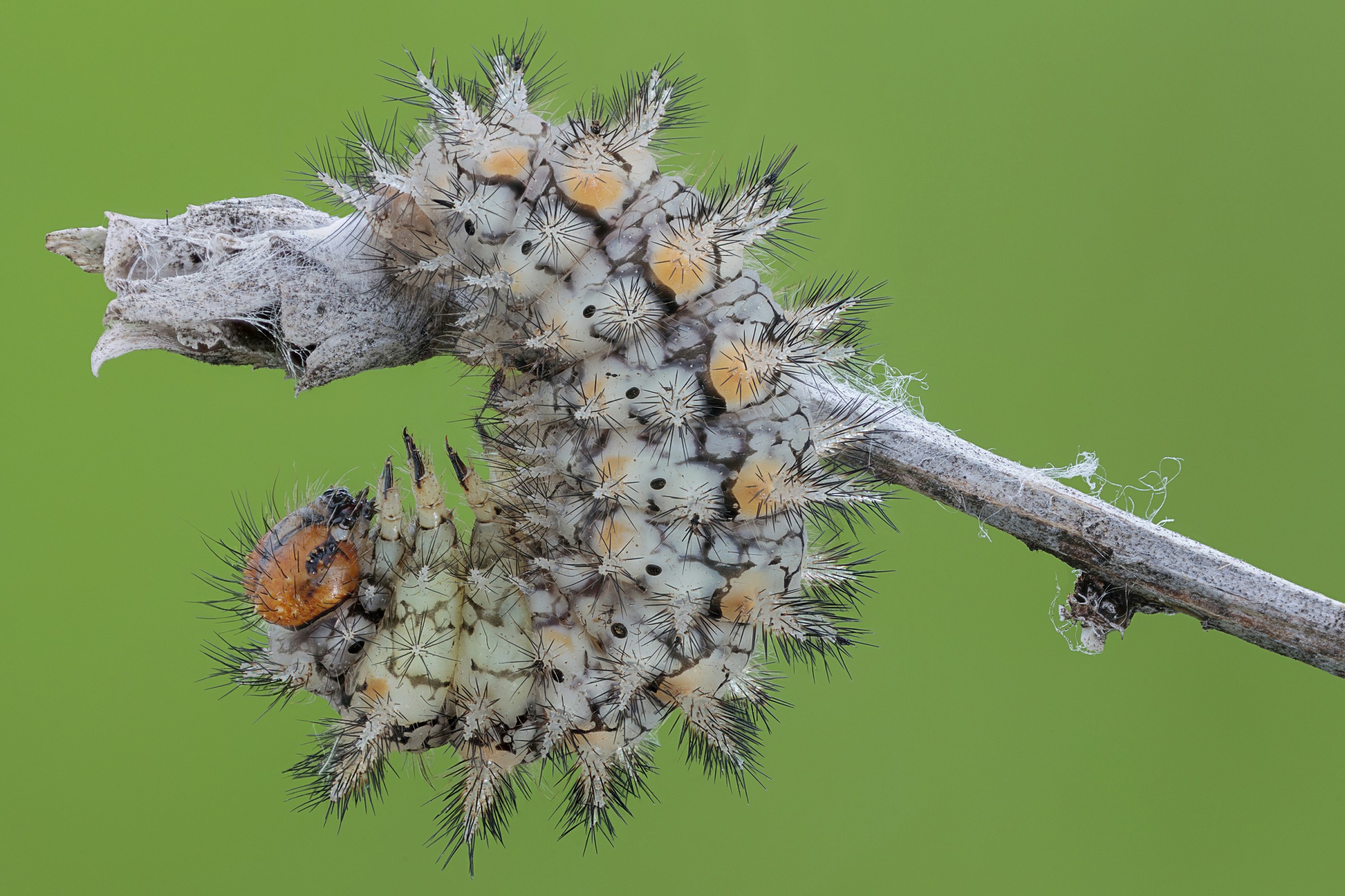 The praying position