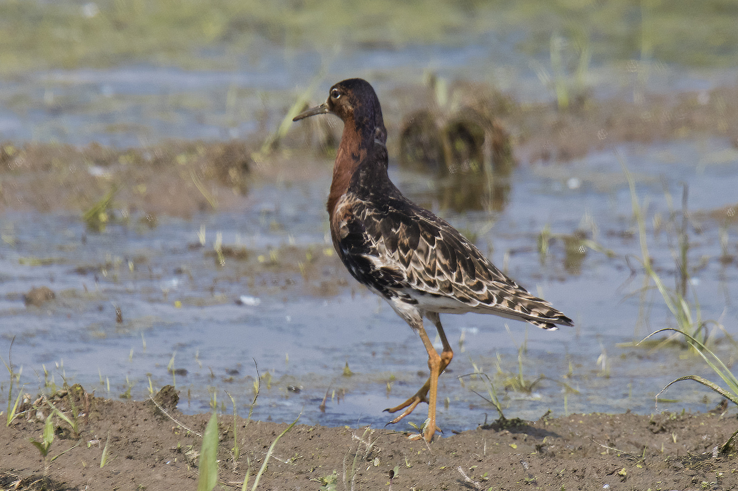 Fighter in Bridal Livery