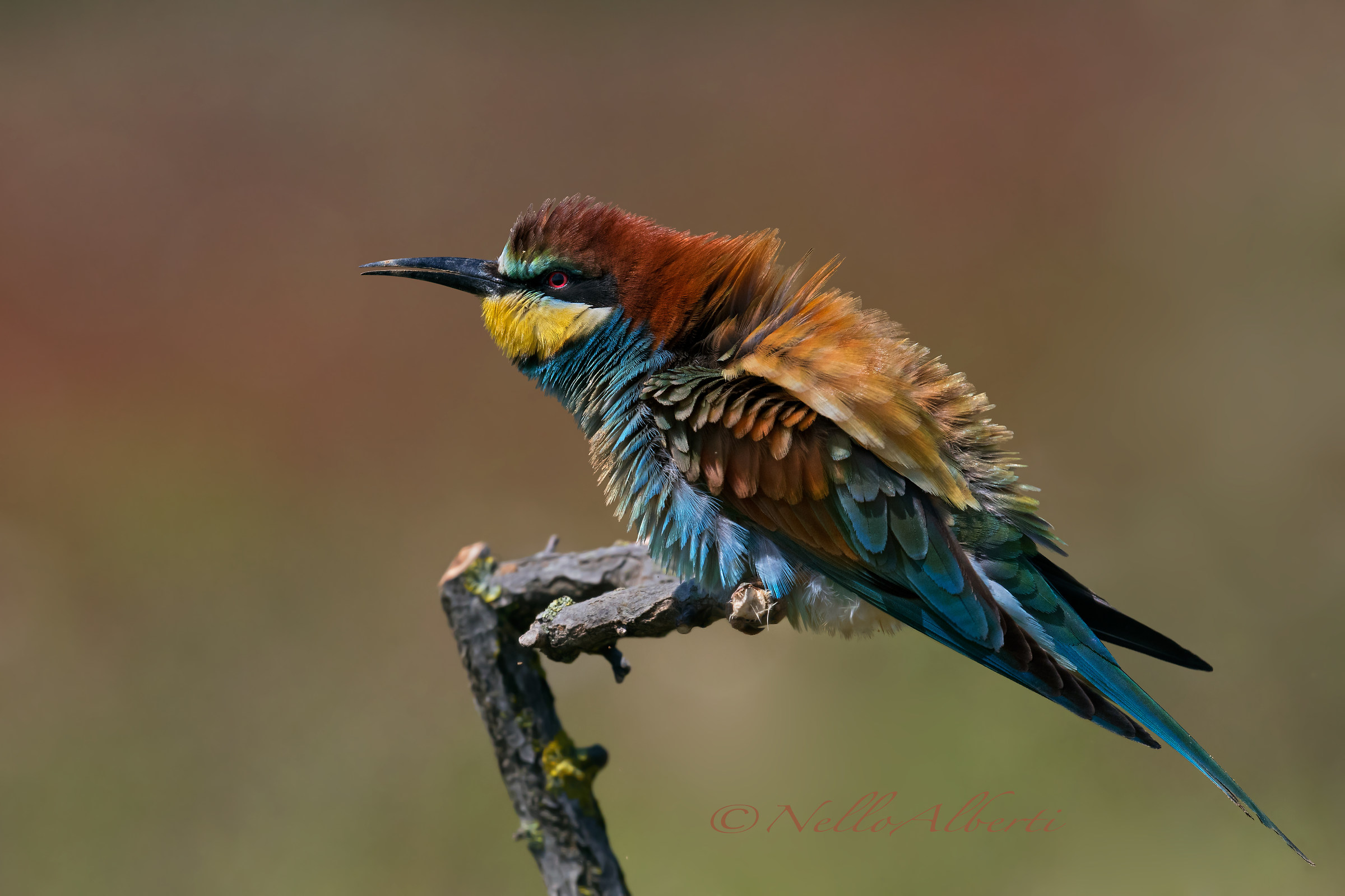 gruccione arruffato ! in HD