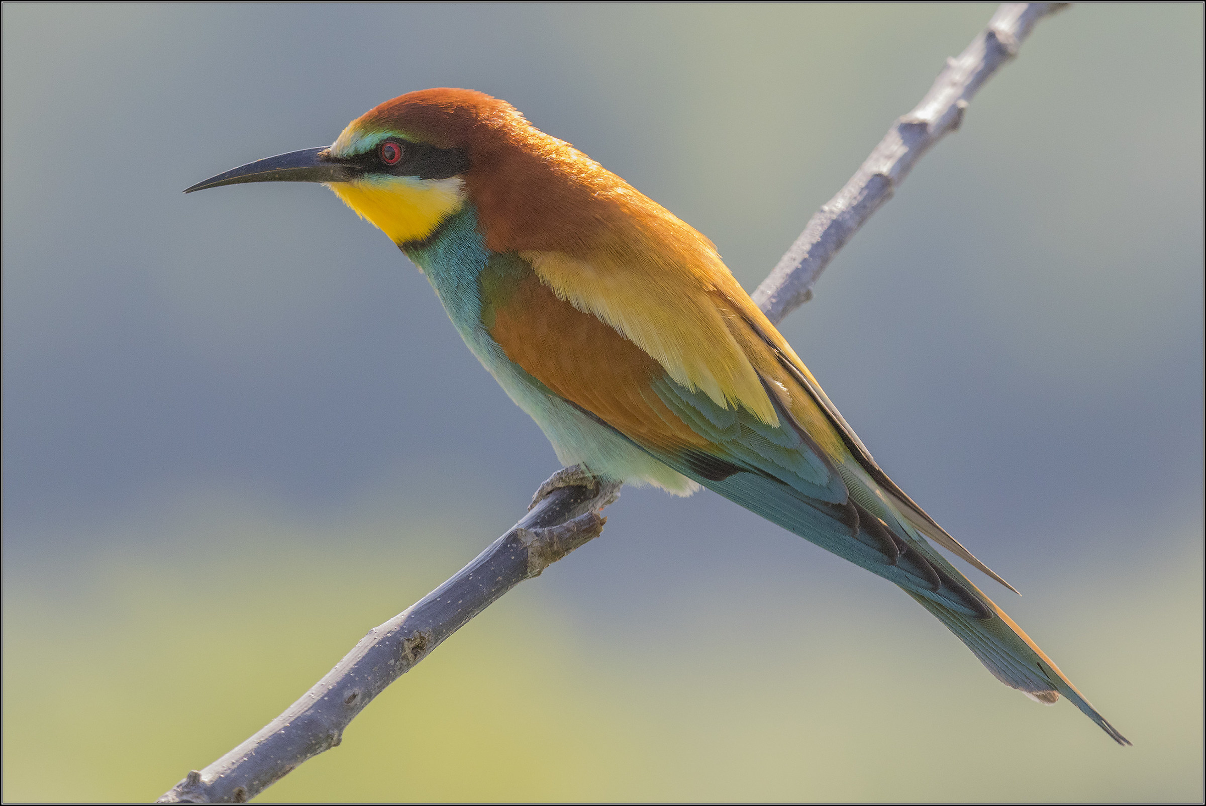 gruccione controluce