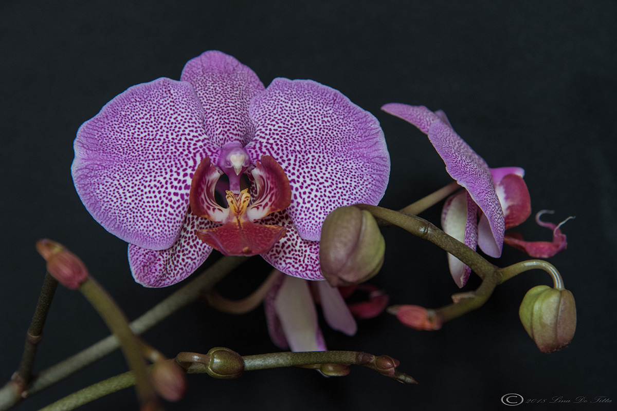 ...di nuovo in fiore...