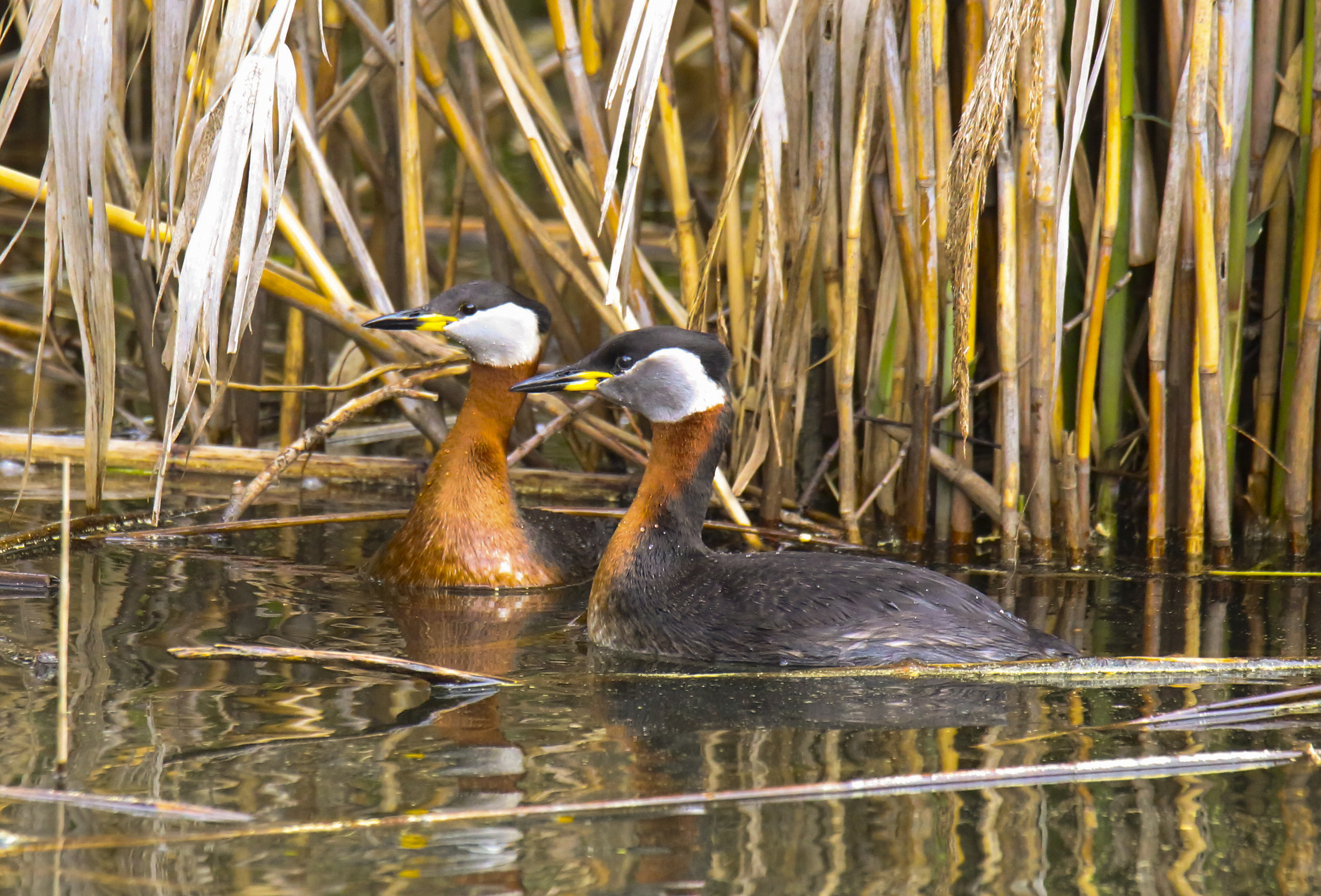 Svassi collare rosso