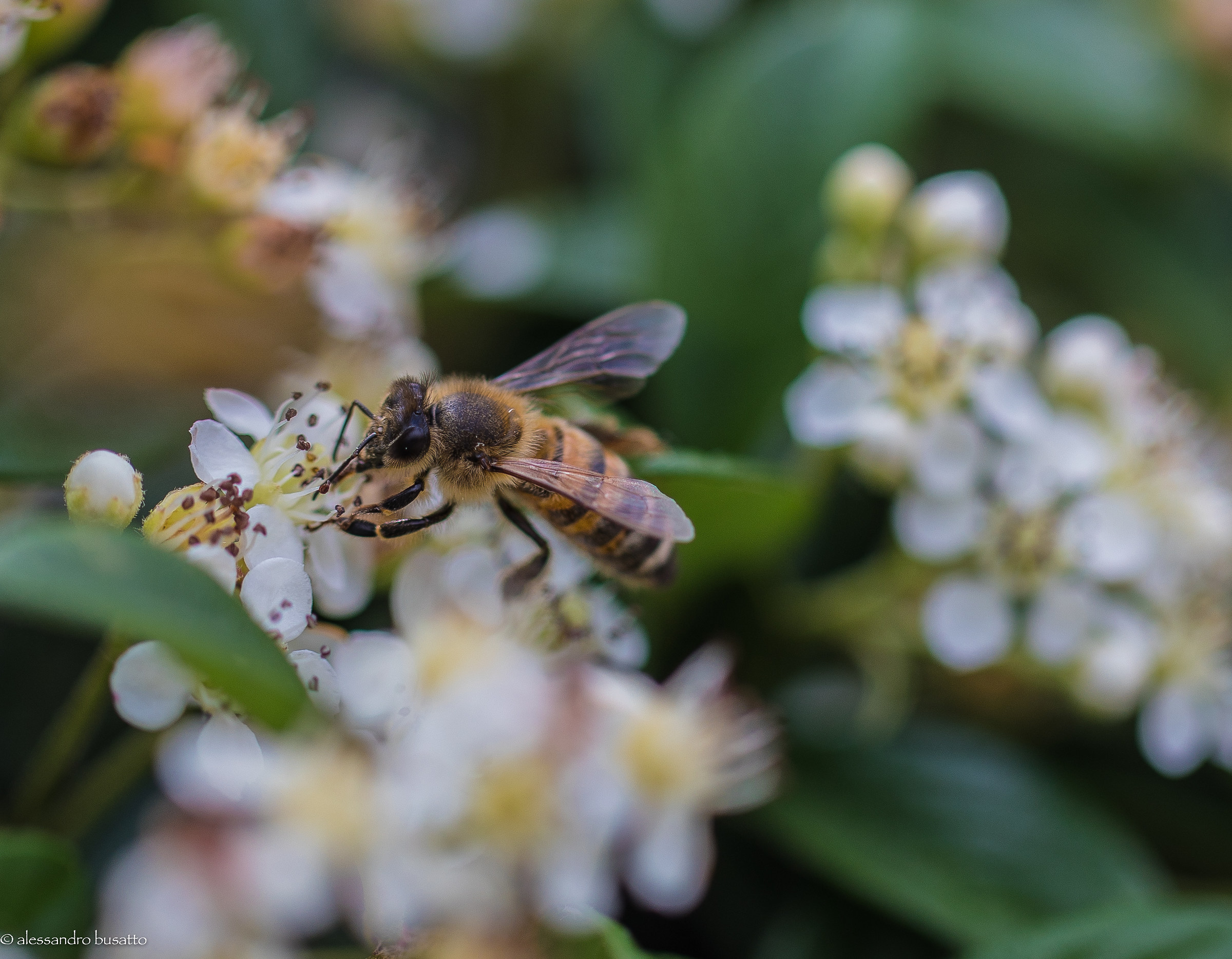 Bee at work