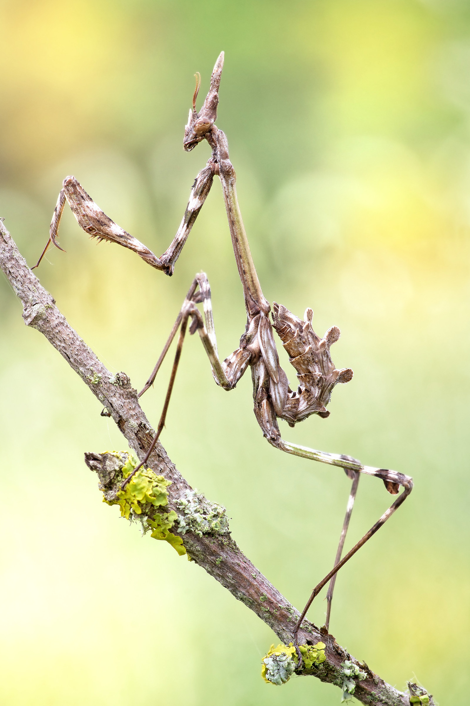 Nymph of Empusa picking