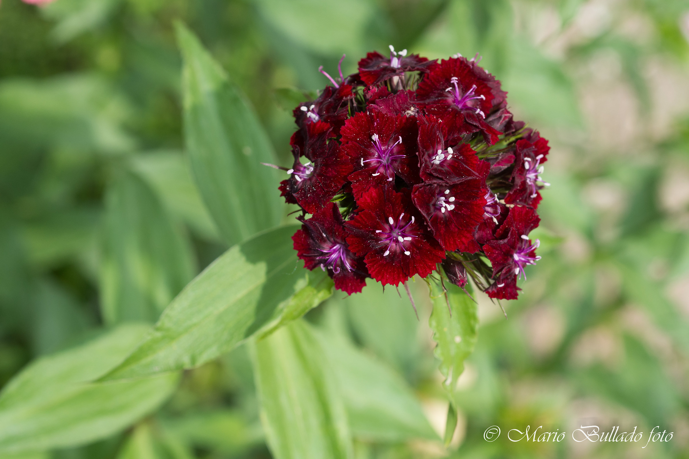 Beautiful geometries...