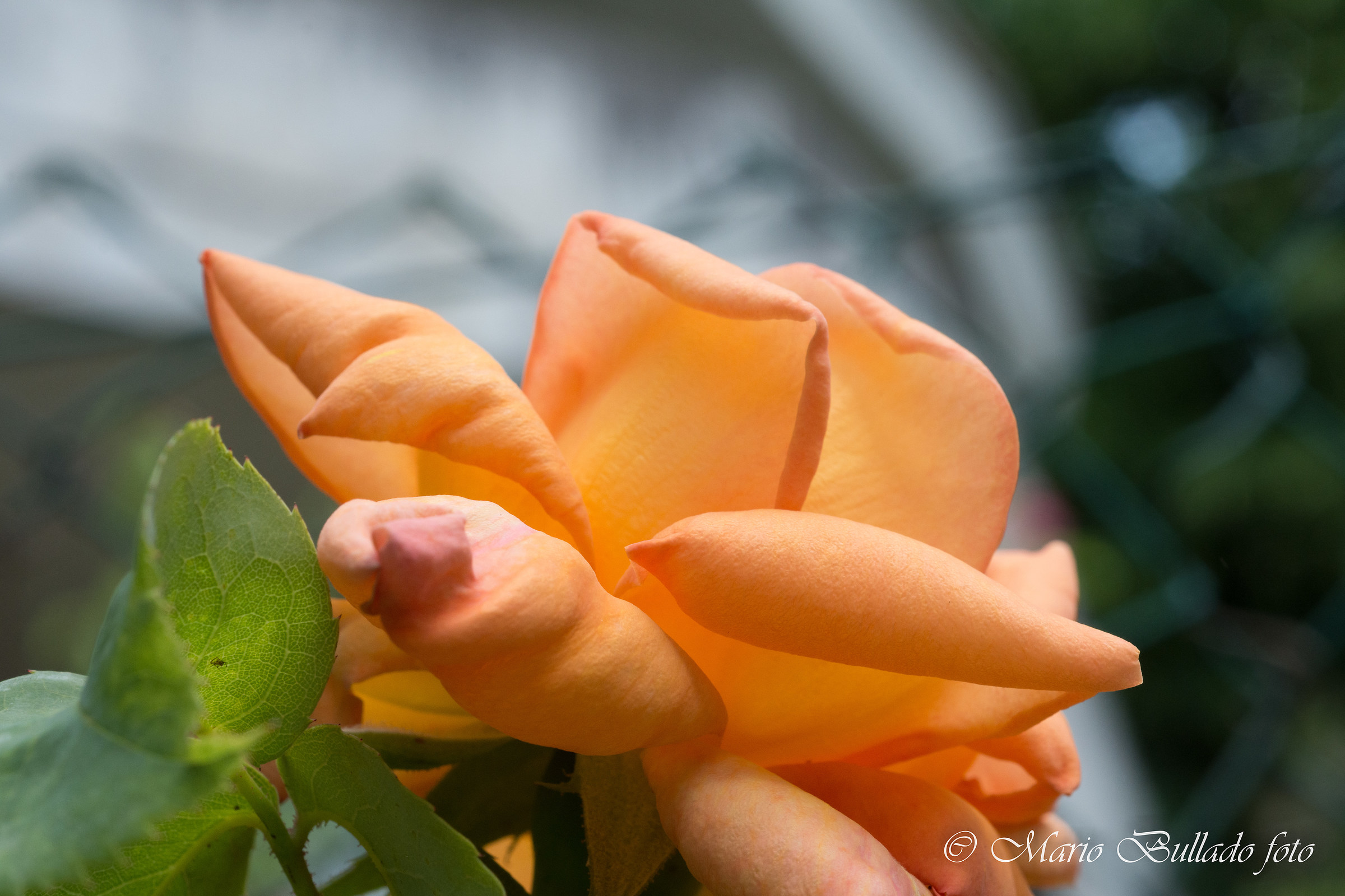 .. And like all the nicest things....