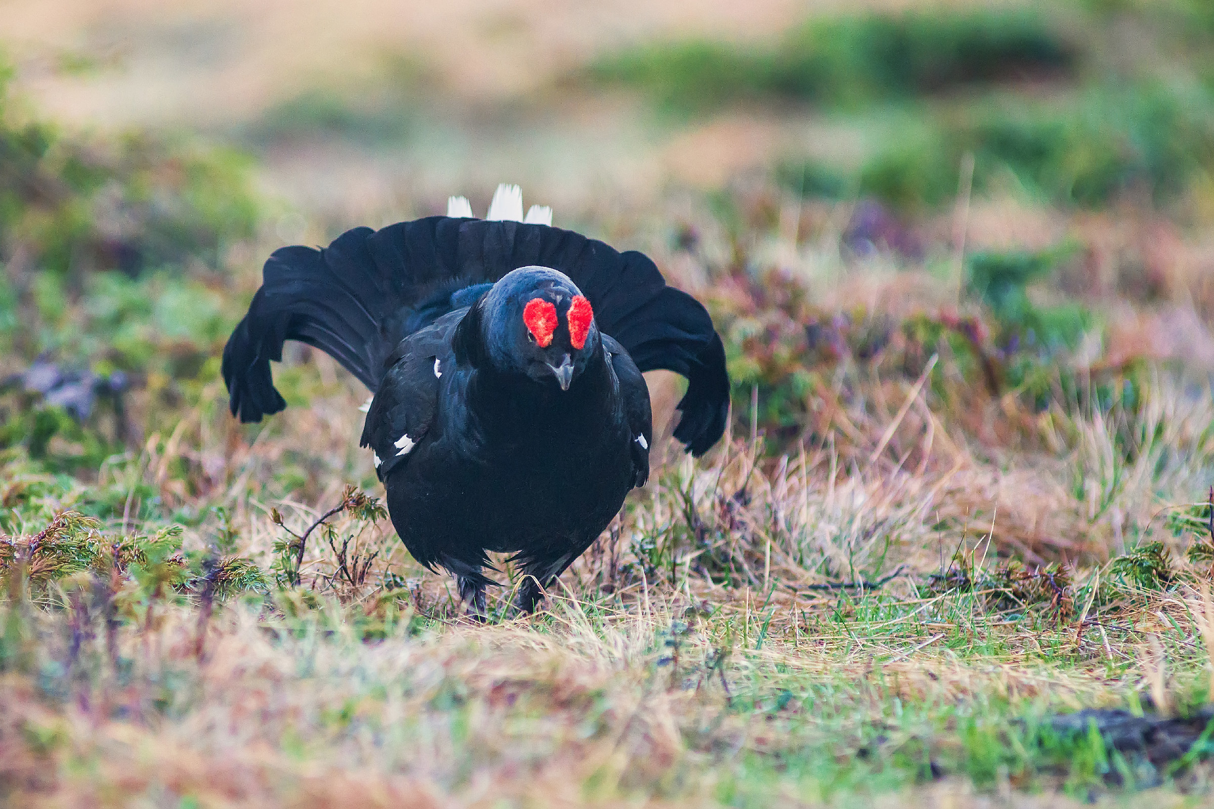 Gallo forcello indispettito