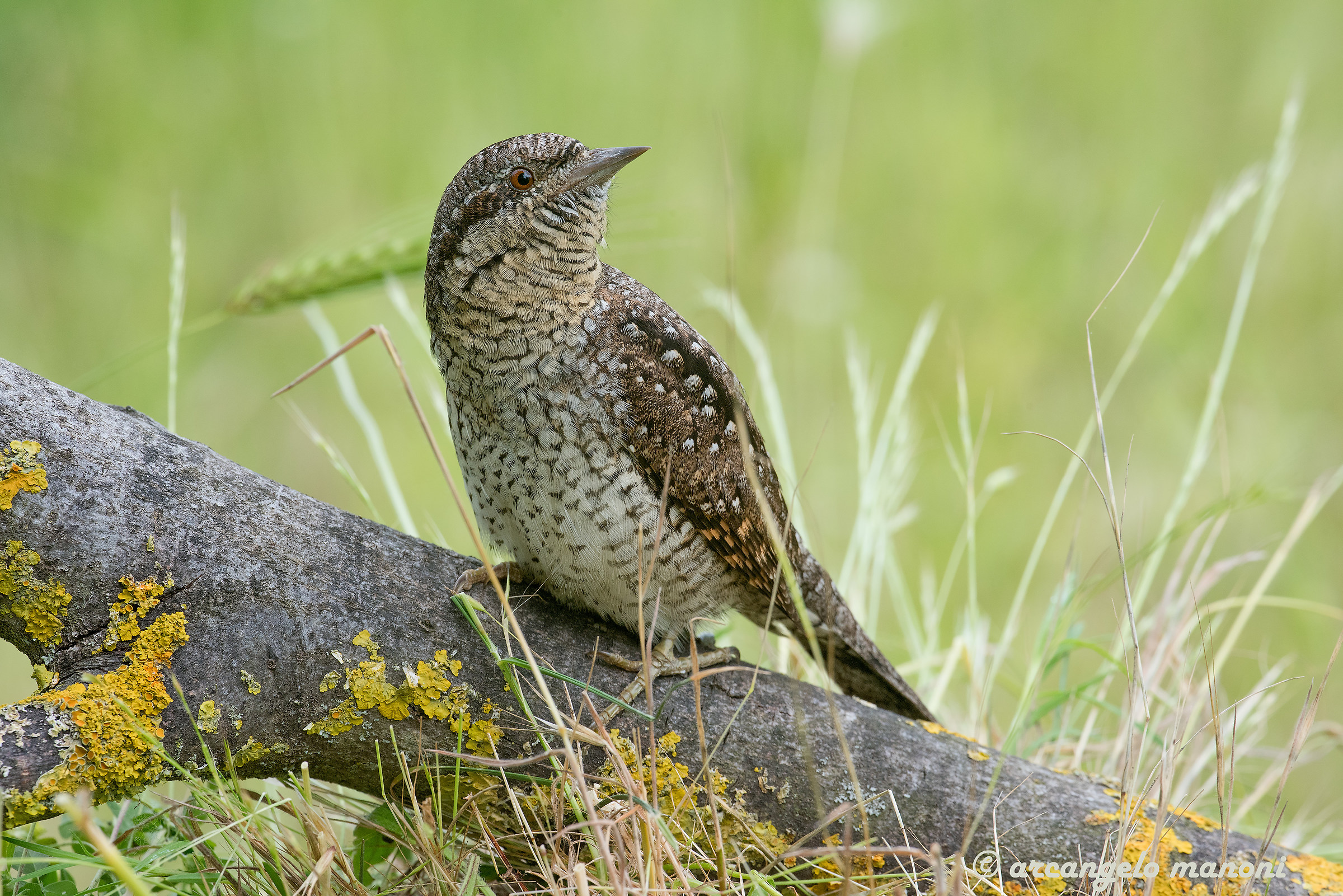 Per un pugno di penne