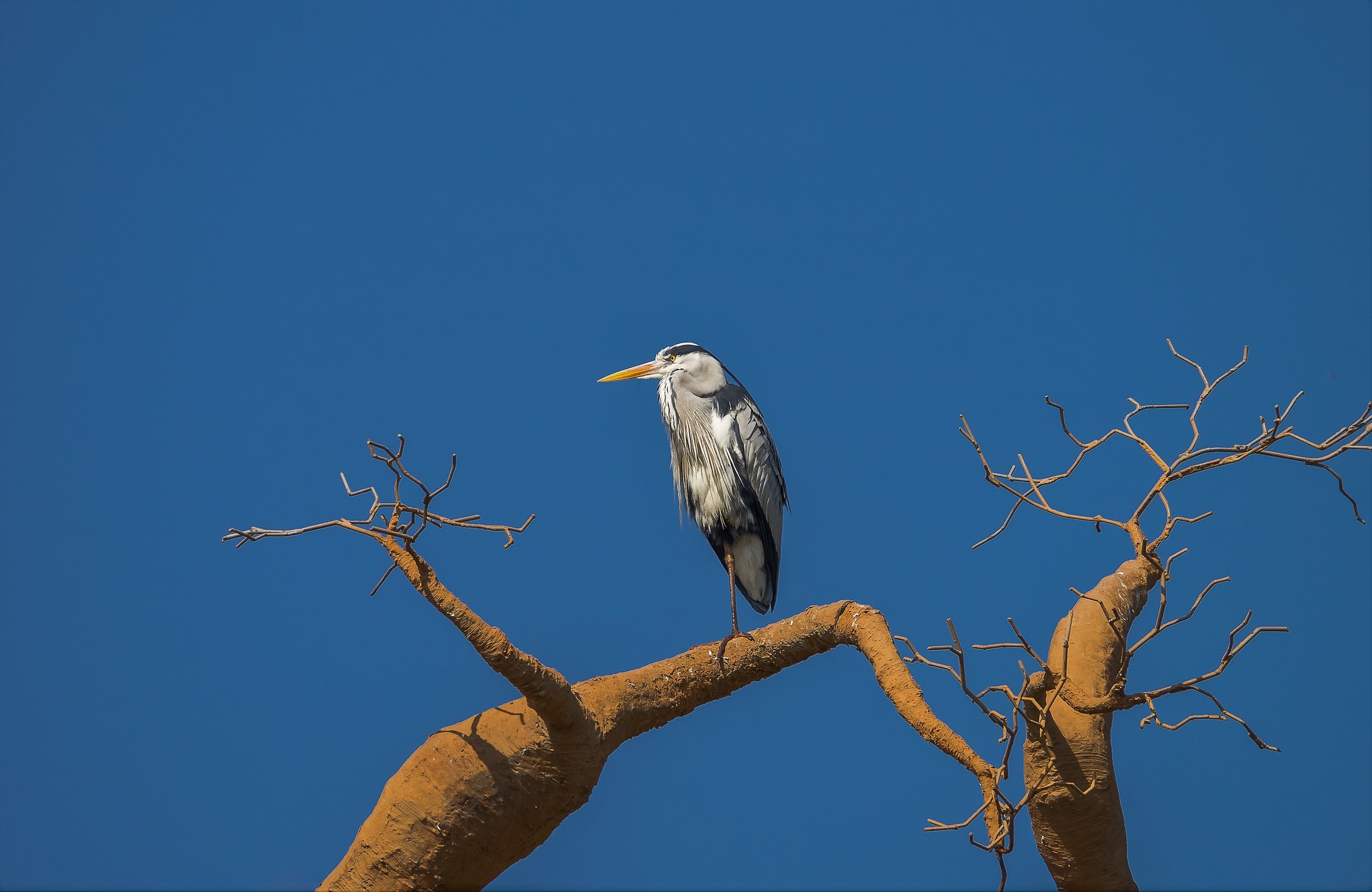 In blue painted blue.................