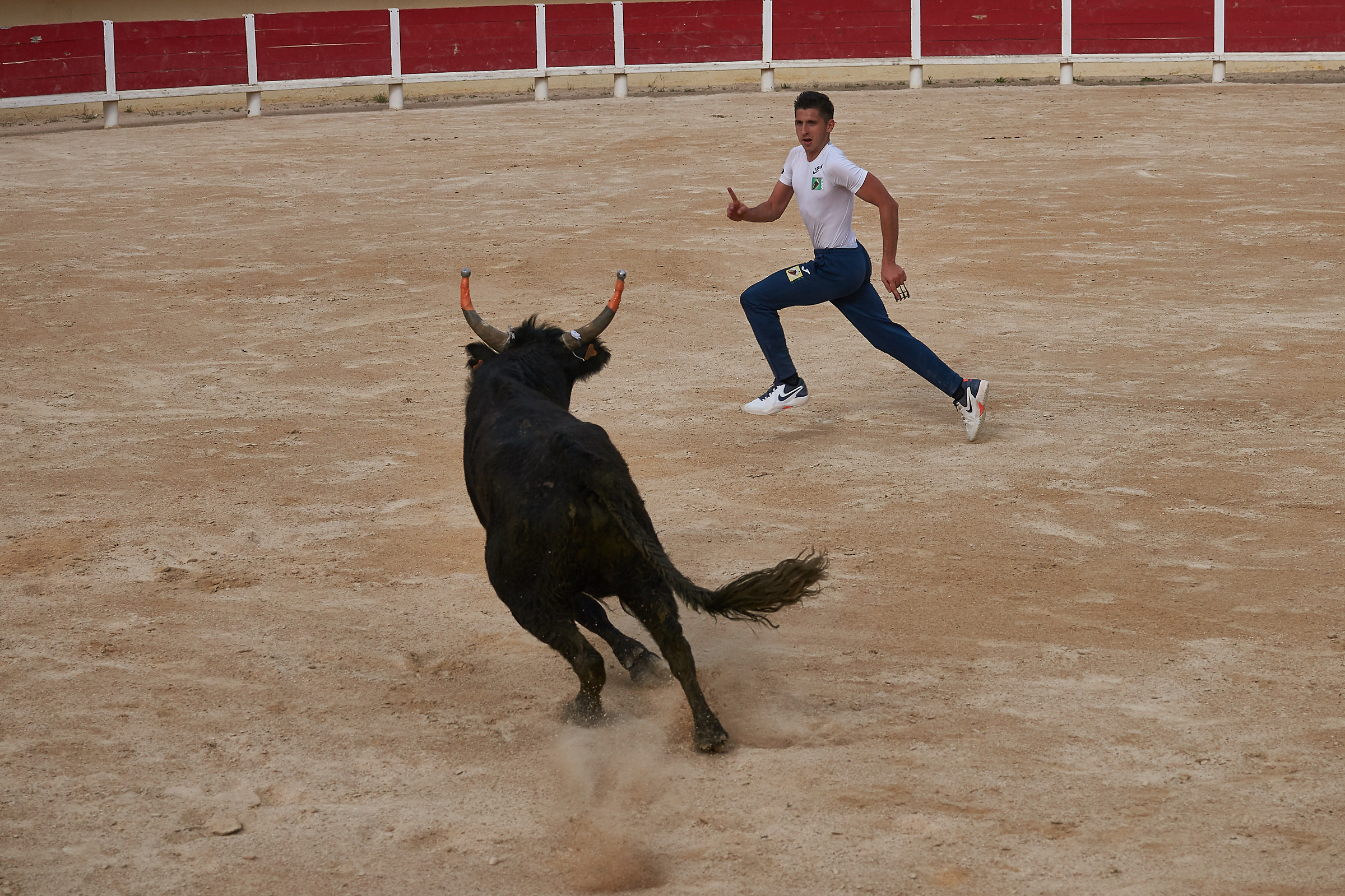 Course Camarguaise