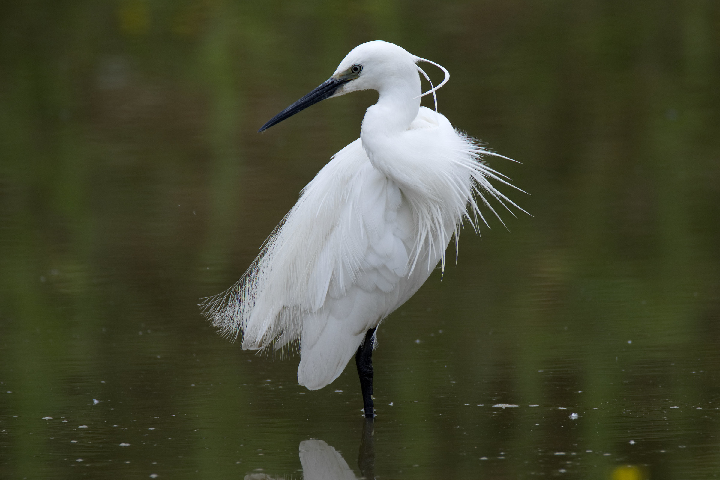 Egretta Egret
