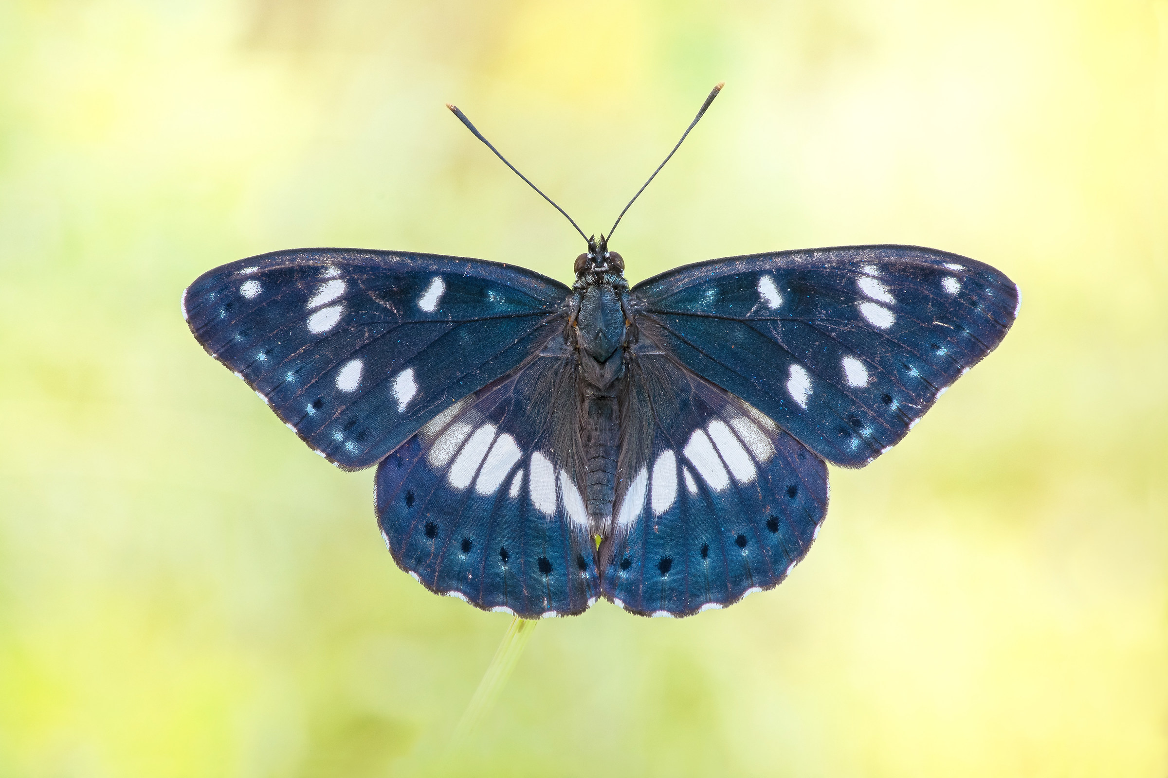 Limenitis reducta (Staudinger, 1901)
