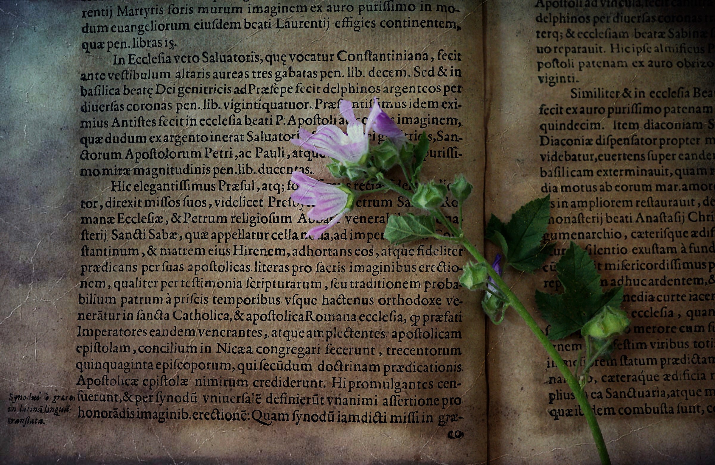 In an old Latin book