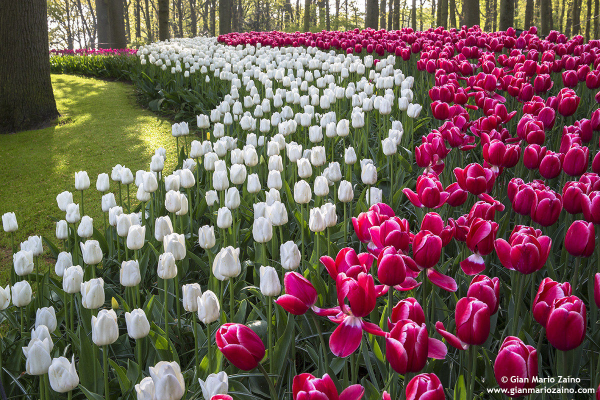 Nederlands-Lisse-"Keukenhof (26/04/18)