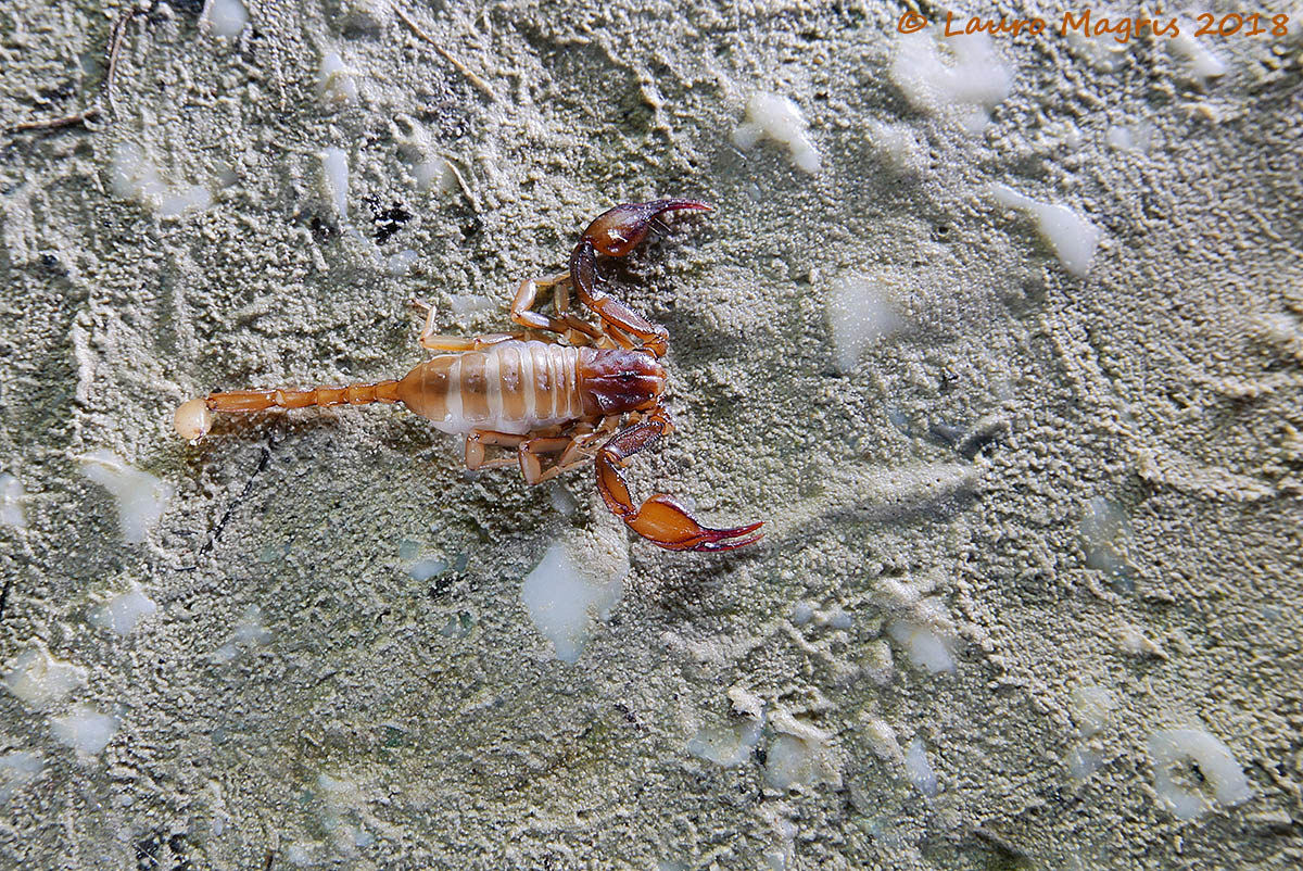 Scorpio (Bothus Occitanus)