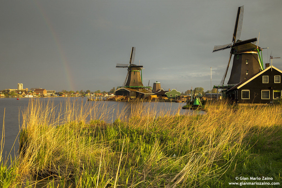 Nederlands-Zaanse-Hans (28/04/18)