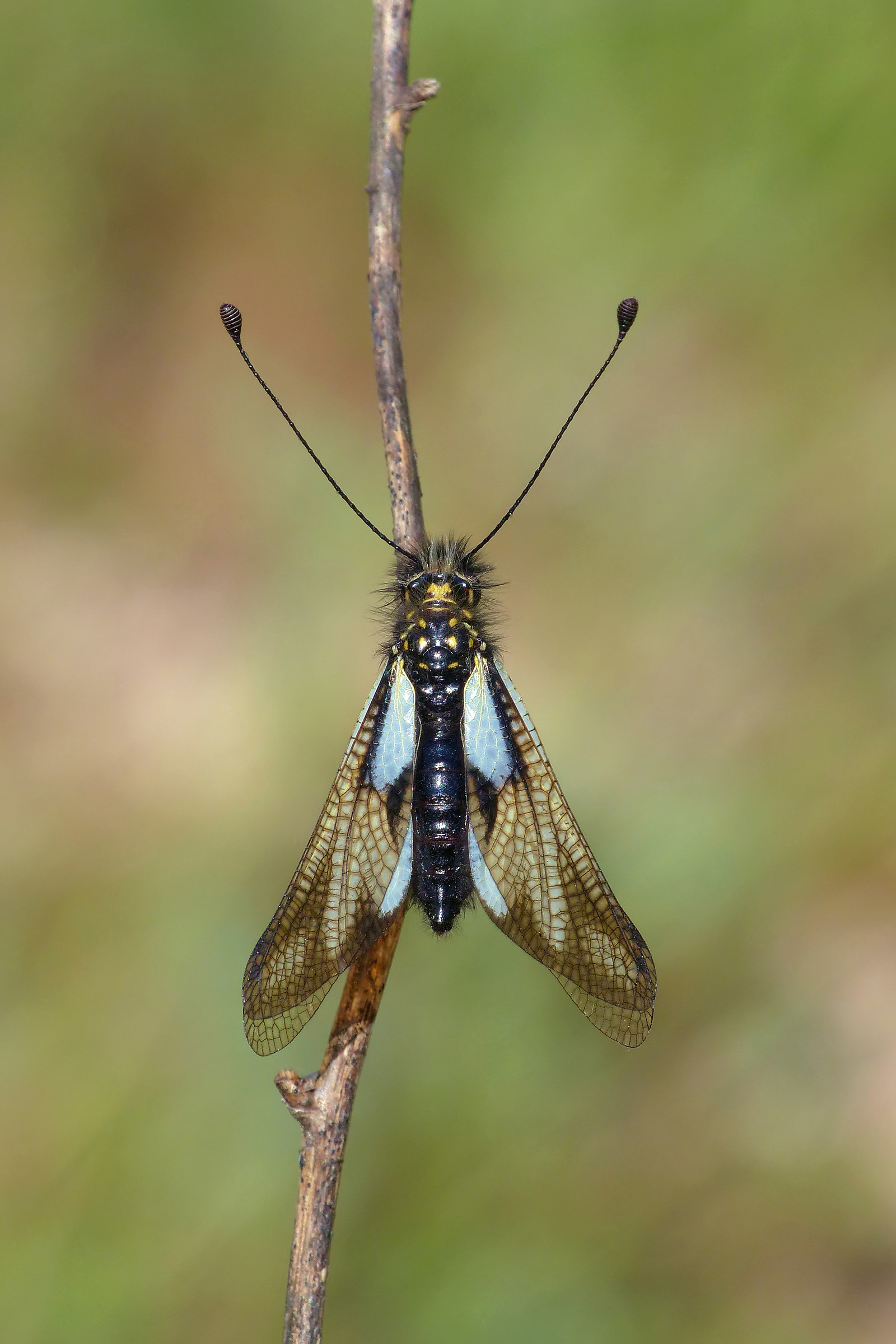 Libelloides coccajus (Denis et Schiffermuller, 1775)