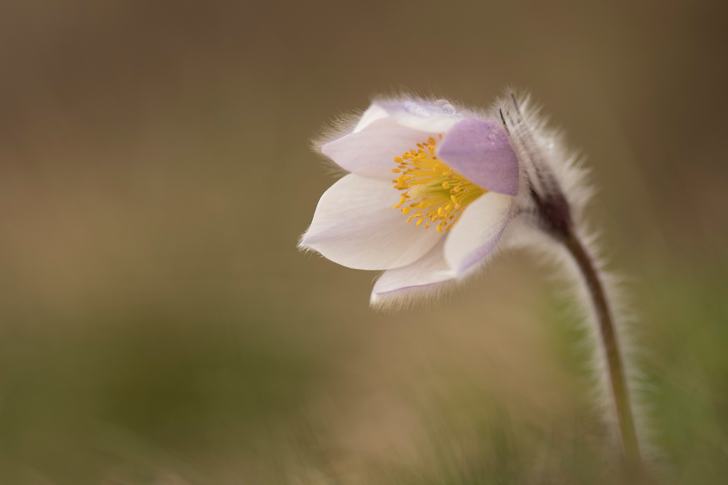 Pulsatilla Vernalis