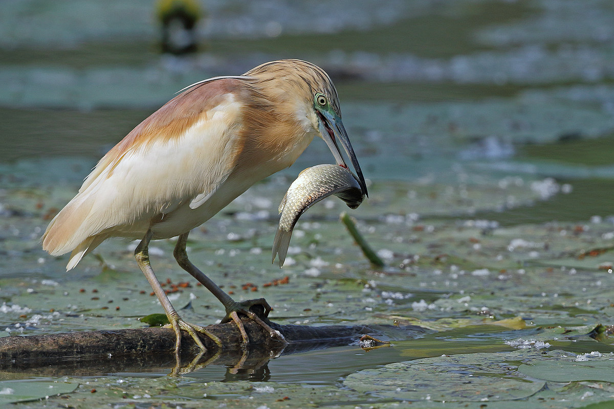 Sgarza ciuffetto con pesce