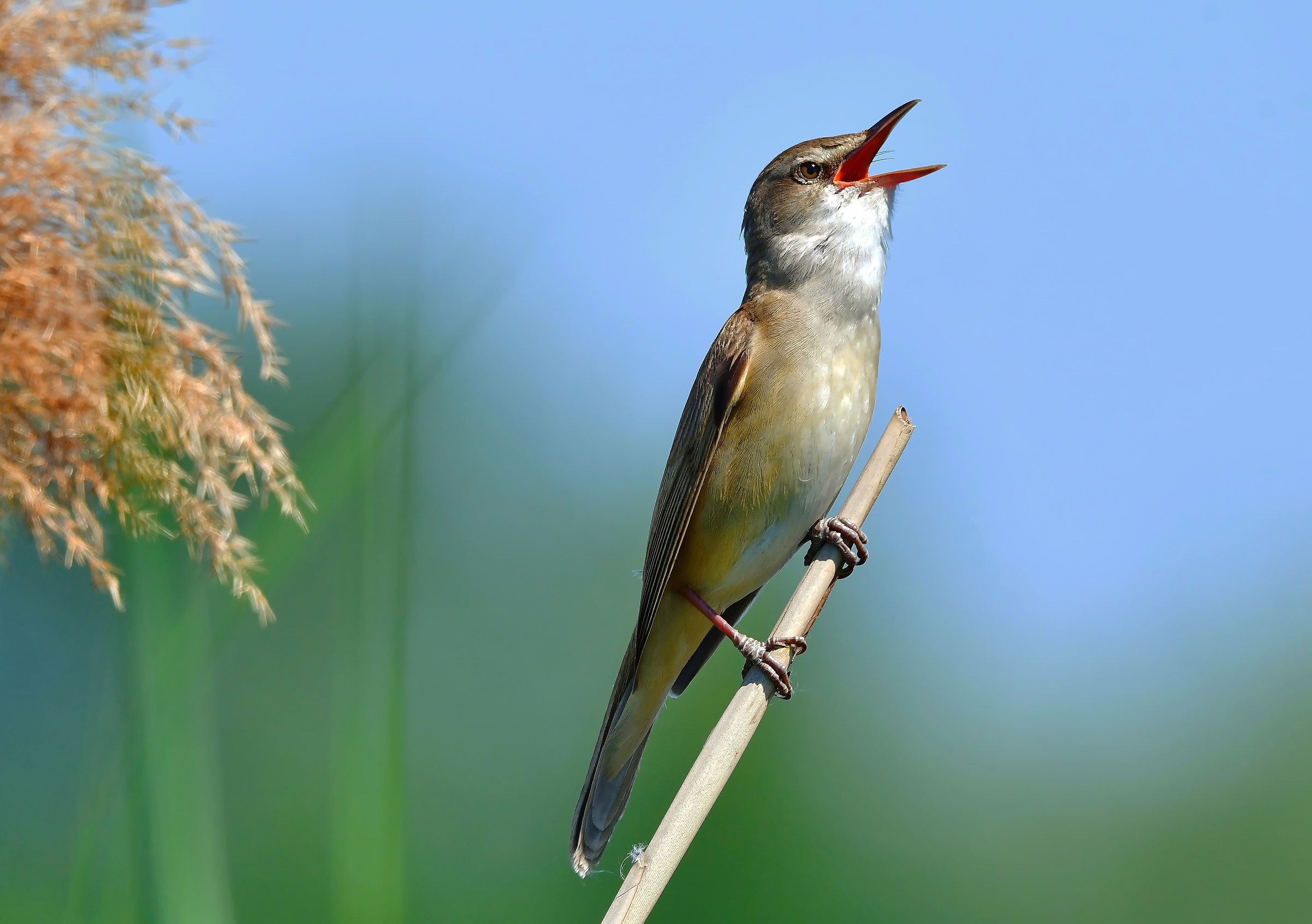 Acrocephalus arundinaceus