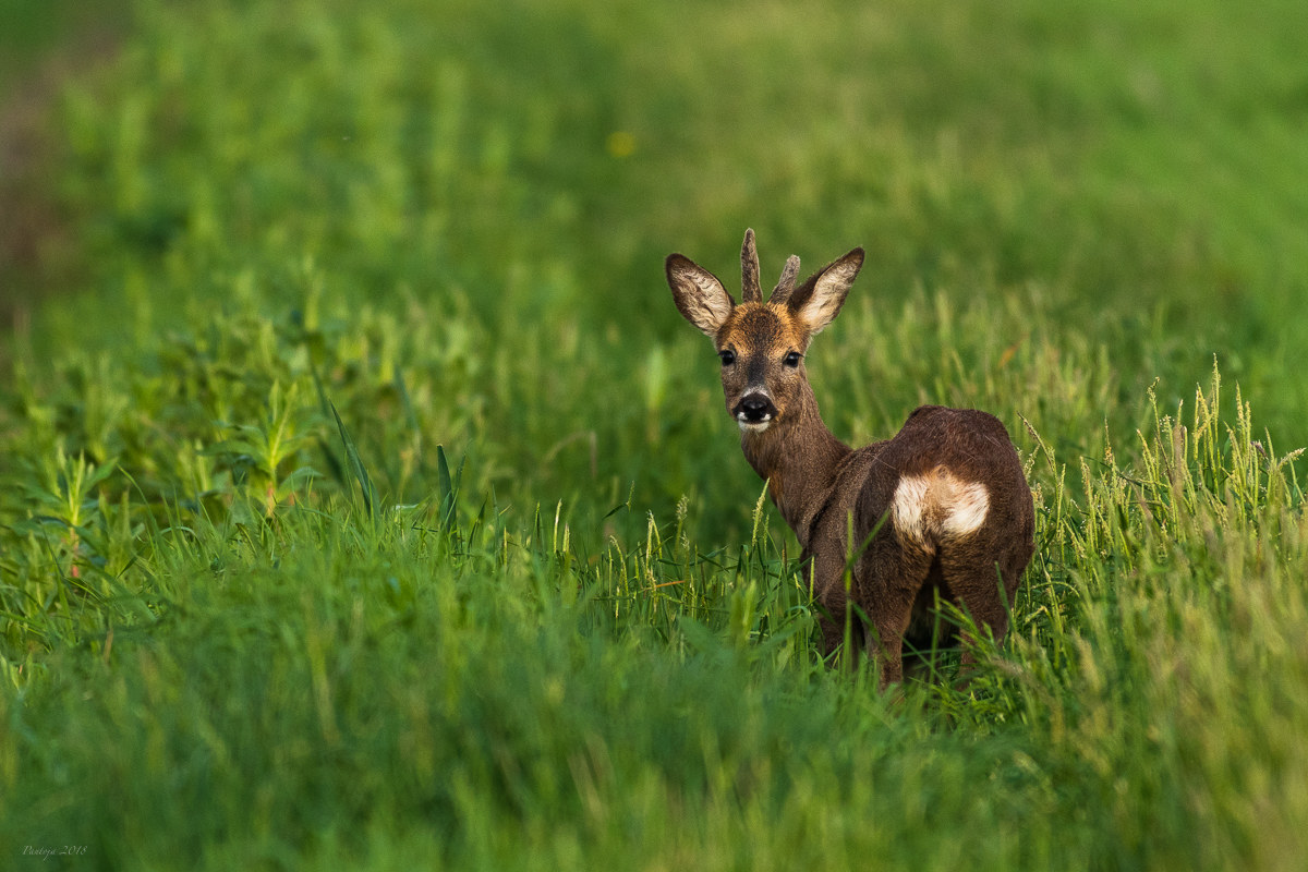Roe deer