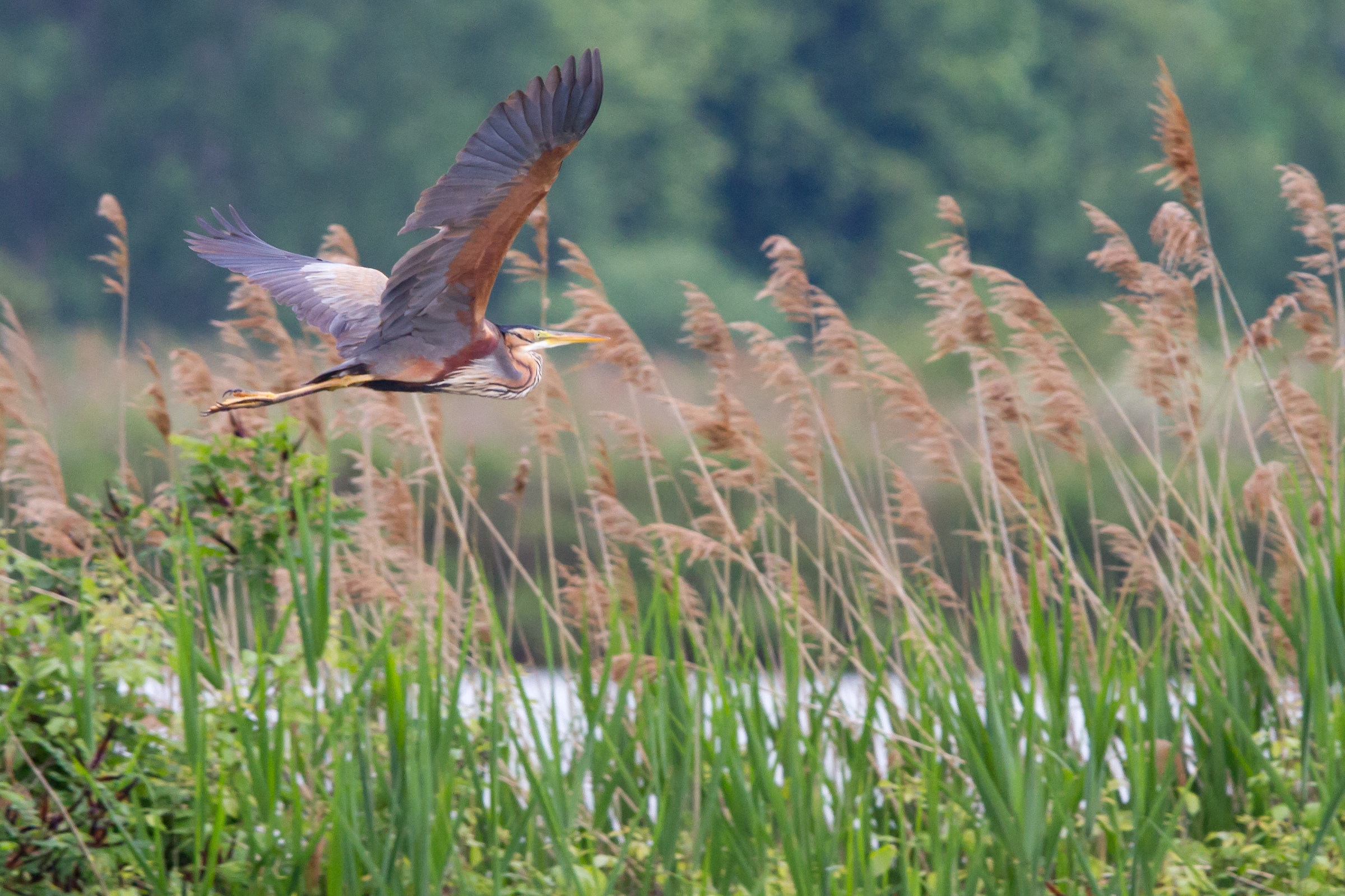 Red Heron