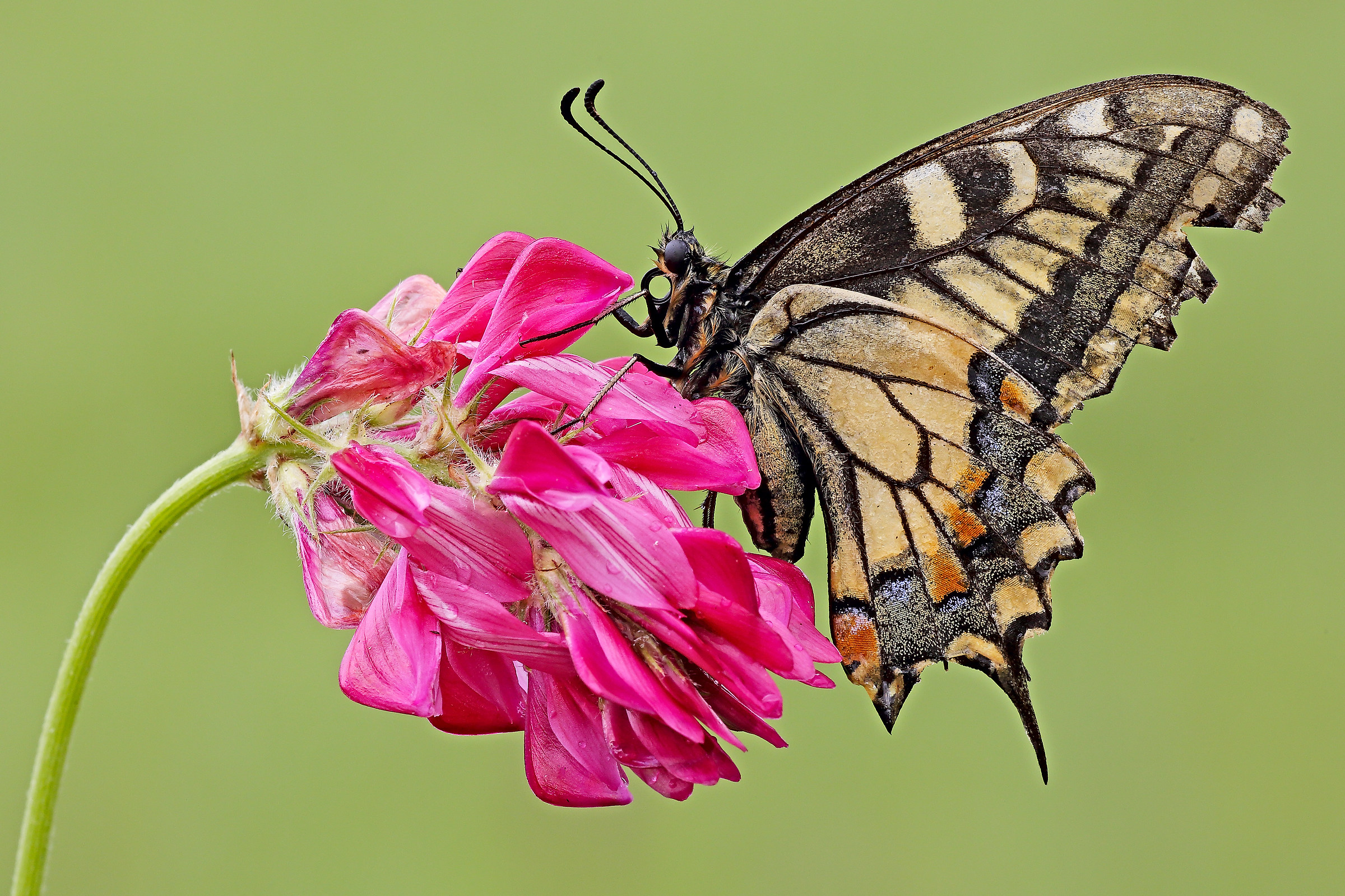 Un Macaone "navigato"